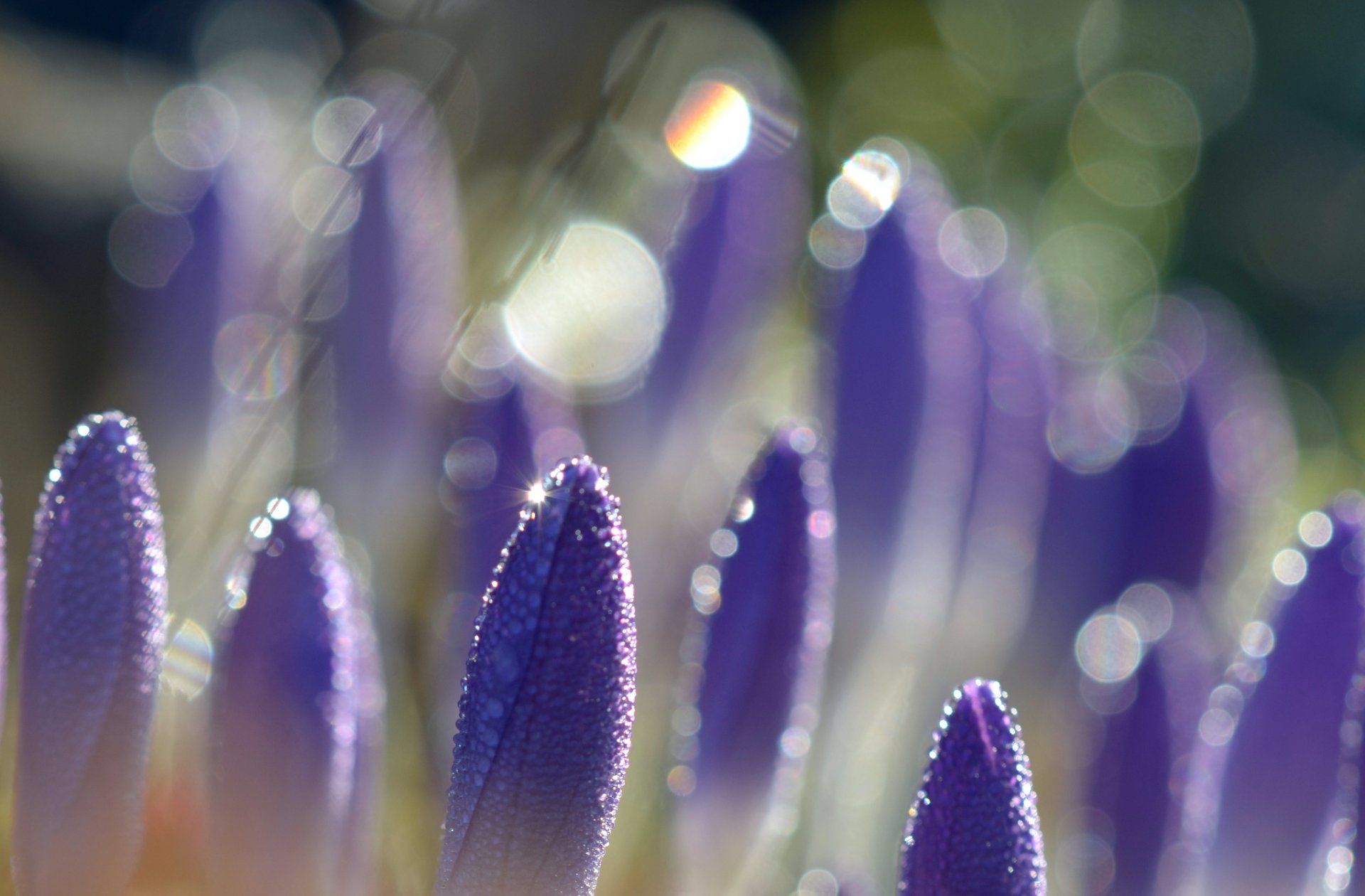 crochi lilla viola fiori petali goccioline rugiada bokeh luci macro sfocatura