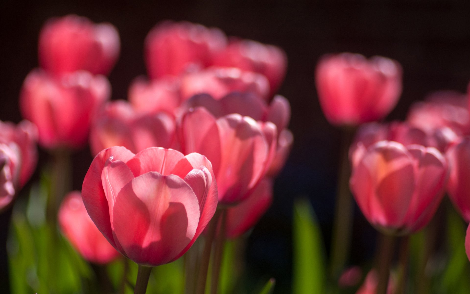 tulipanes rosa mucho soleado primavera