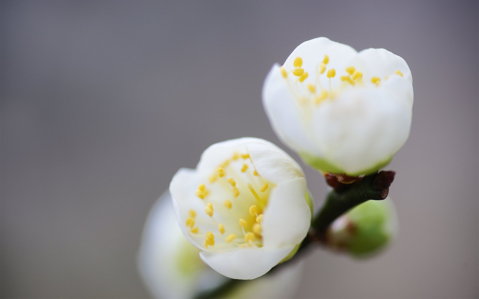 fleurs printemps floraison blanc branche