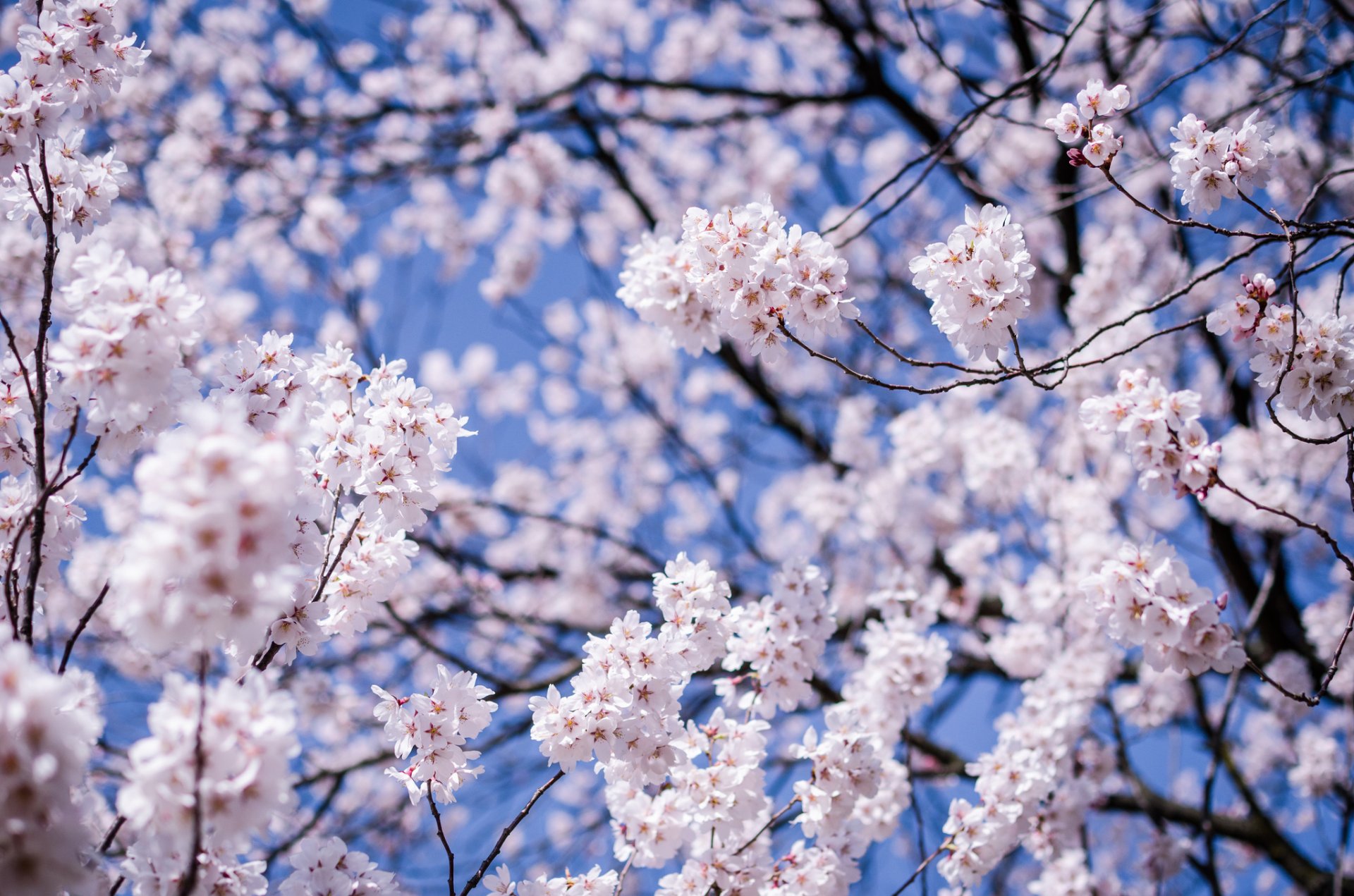 japan matsumoto präfektur nagano baum kirsche sakura zweige blumen blüte makro unschärfe blau himmel