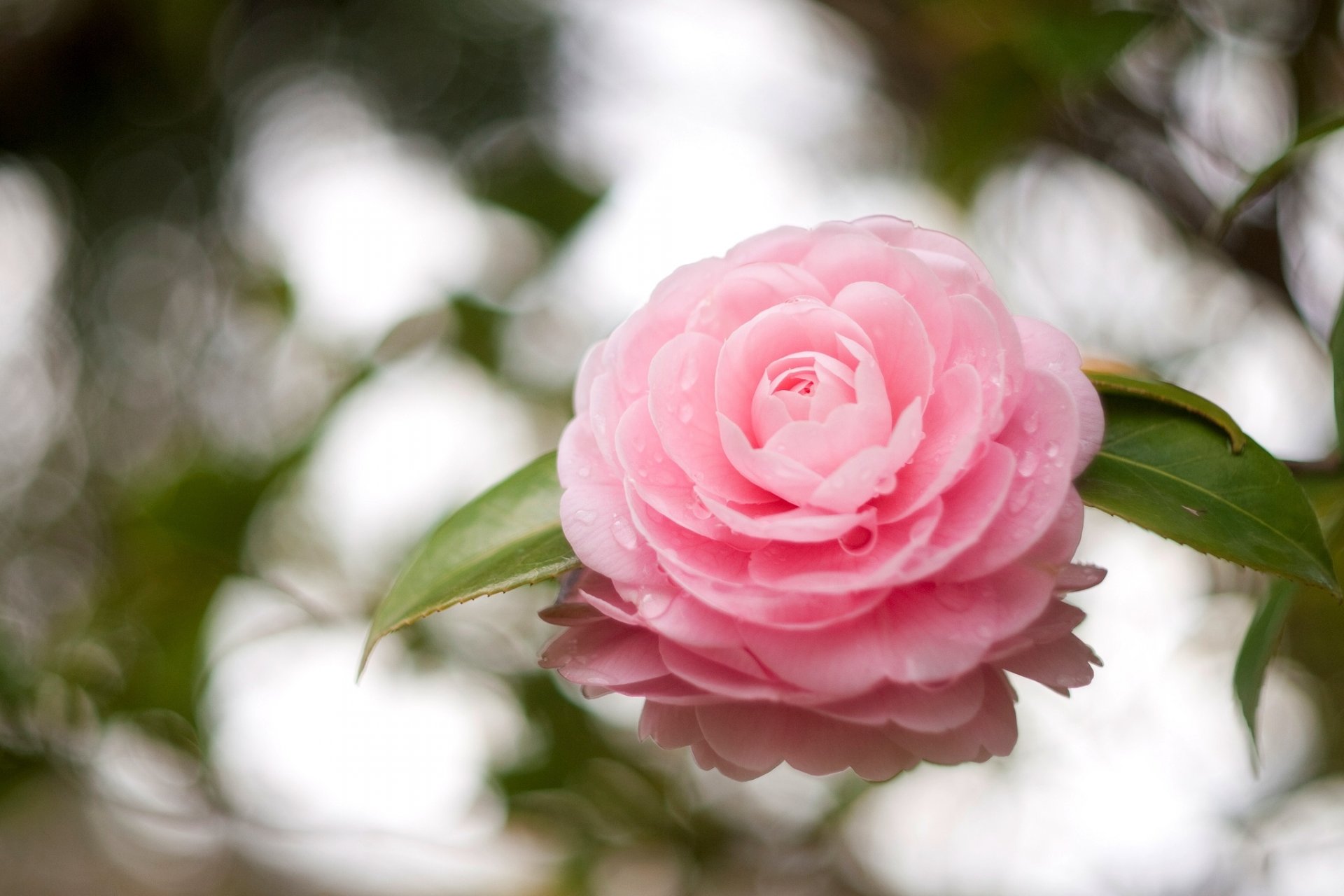 camelia fiore rosa petali foglie gocce riflessione