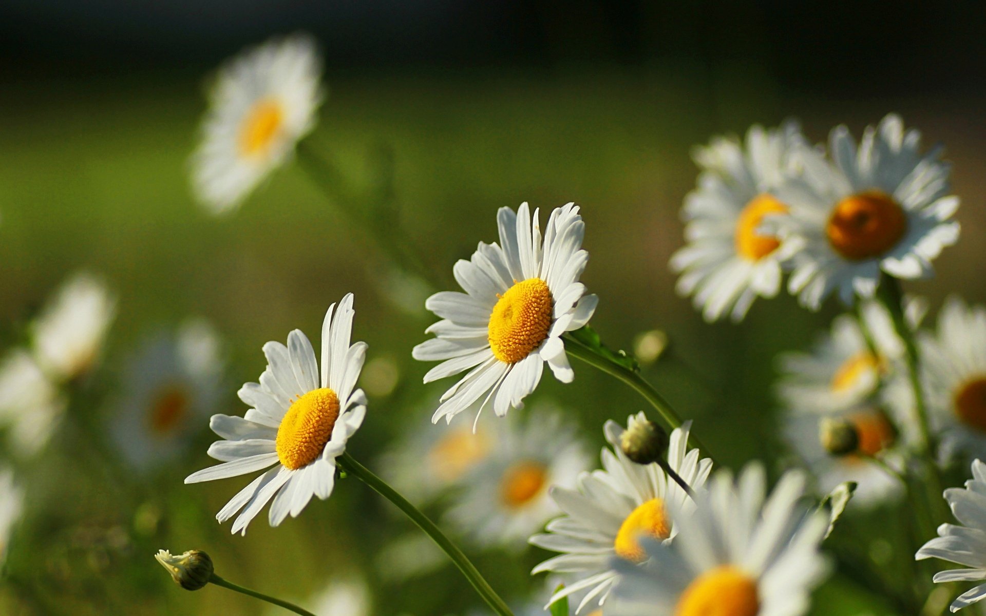 fiori fiori fiore margherite margherita bianco giallo verde sfondo natura carta da parati widescreen schermo intero widescreen widescreen