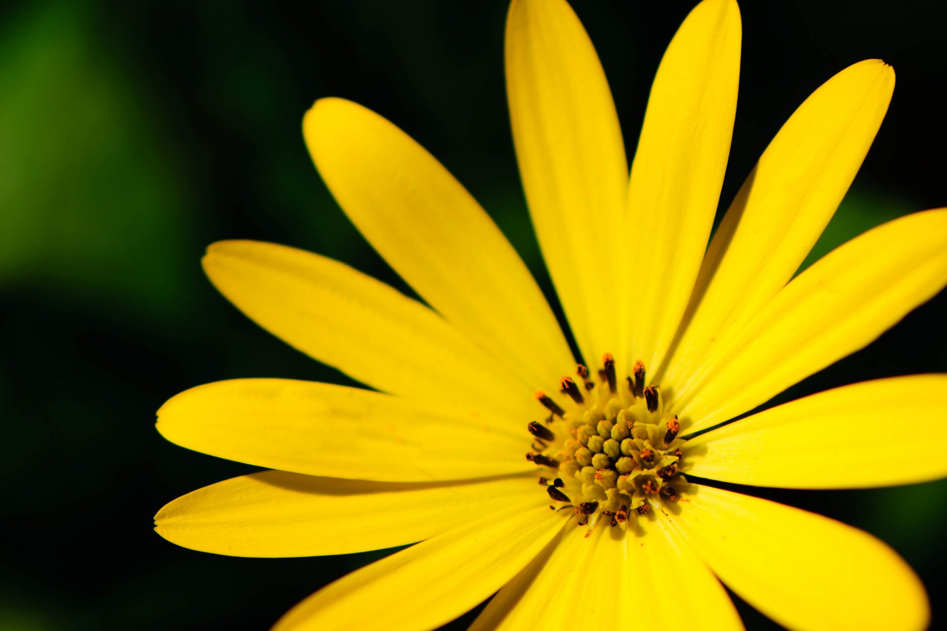 fleurs fleur pétales jaune macro arrière-plan papier peint écran large plein écran écran large