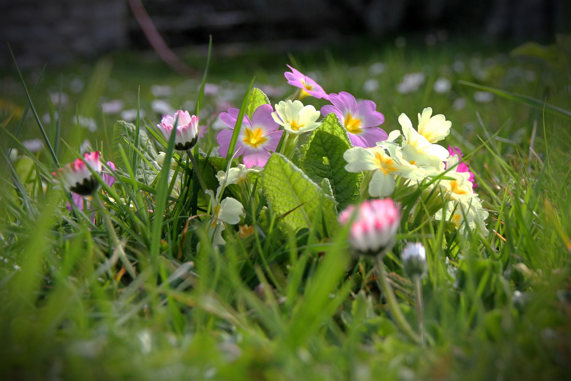 fiori primavera erba campo