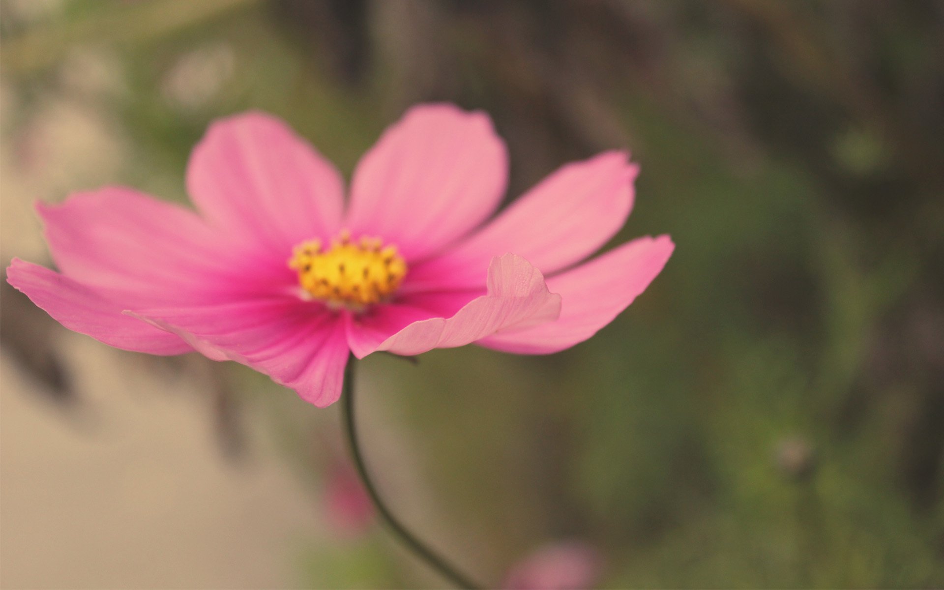 fiore cosmea campo rosa macro sfocatura