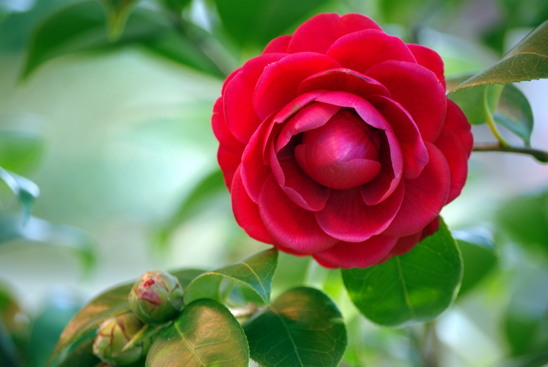 camelia rojo brotes hojas fondo