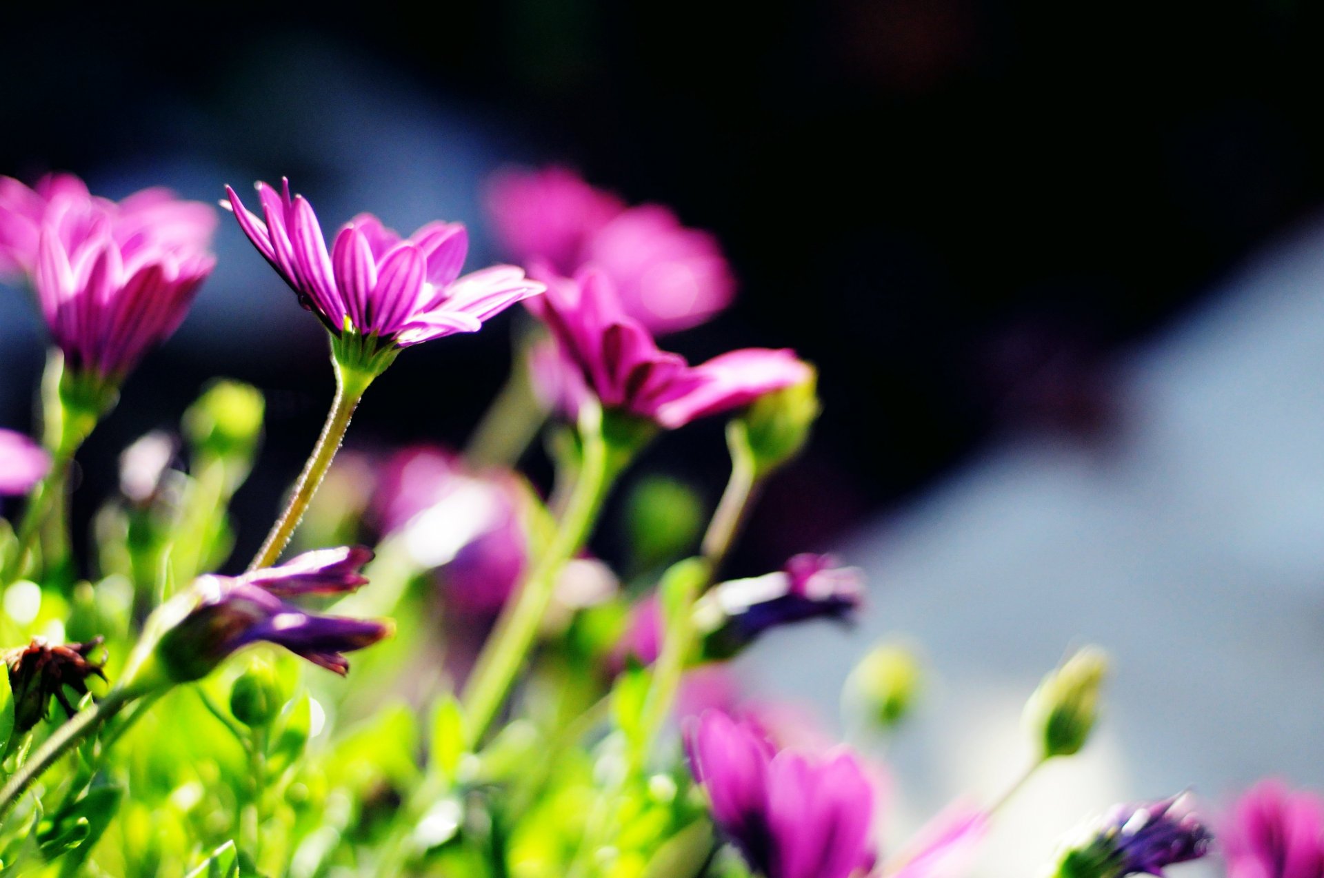 flower flowers purple stems green sun blur background wallpaper widescreen full screen hd wallpapers fullscreen