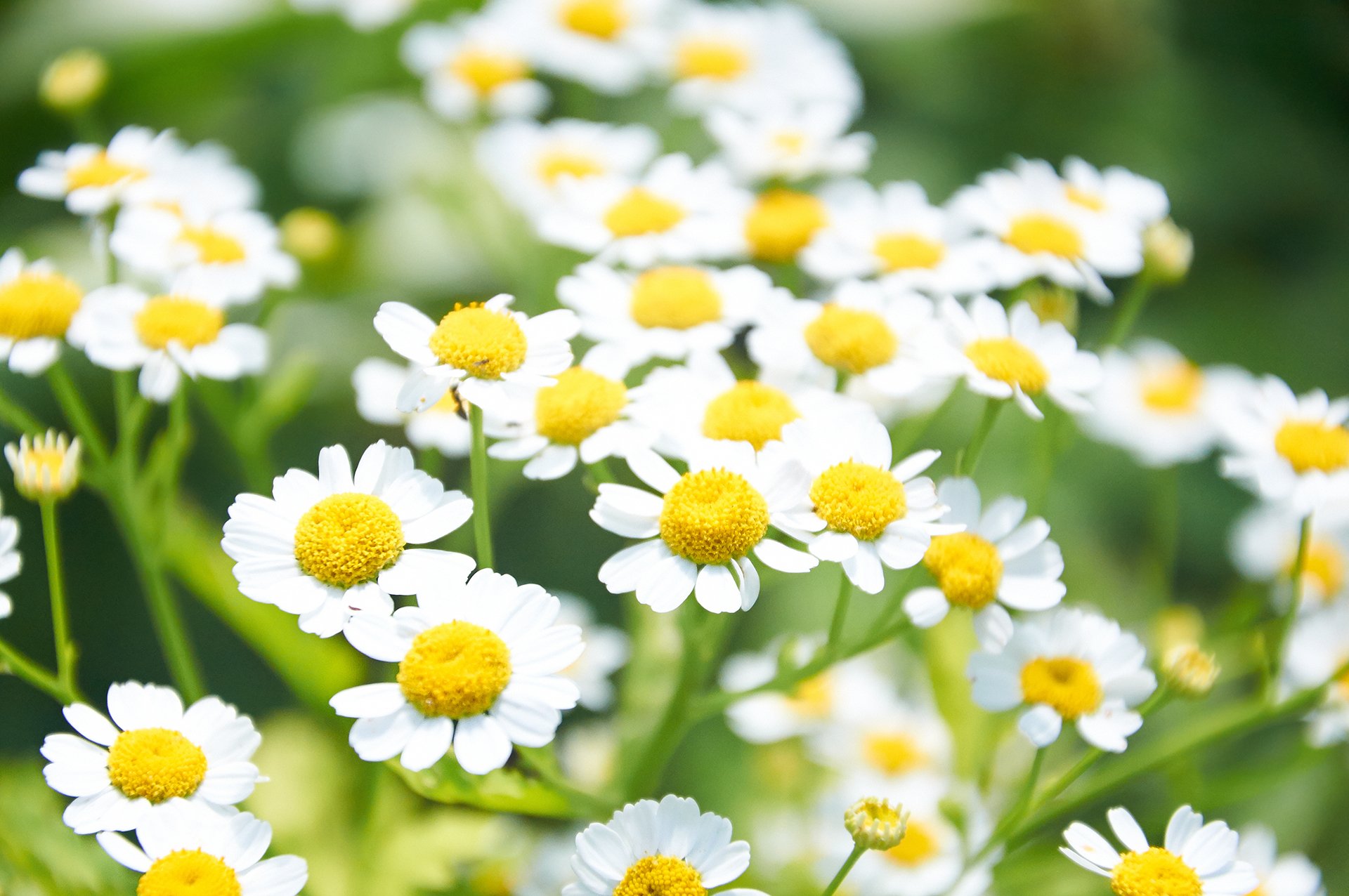 gänseblümchen blumen gelb natur