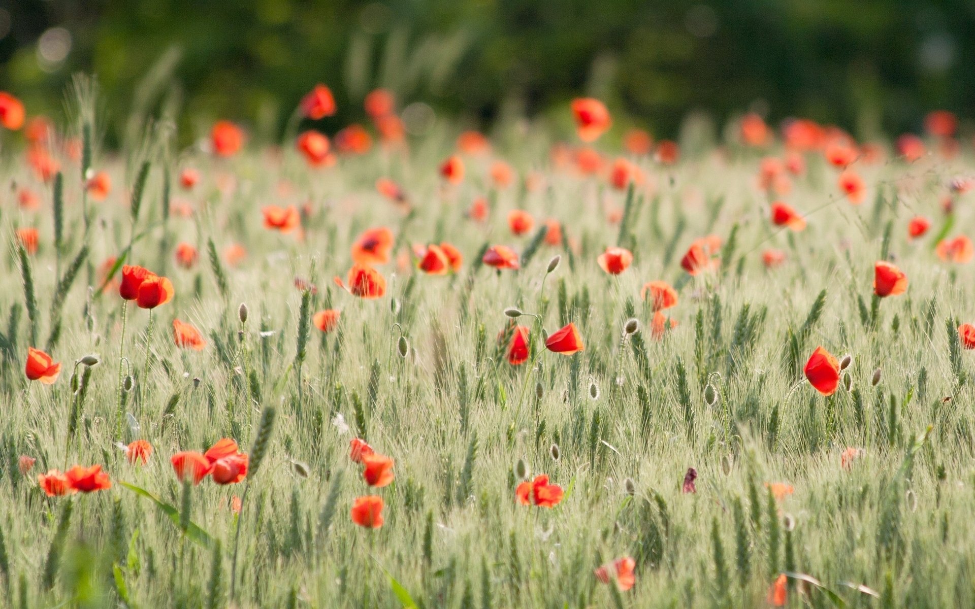 fiori fiori papaveri papaveri campo grano segale spighe spighette. campo bello sfondo carta da parati widescreen a schermo intero widescreen widescreen