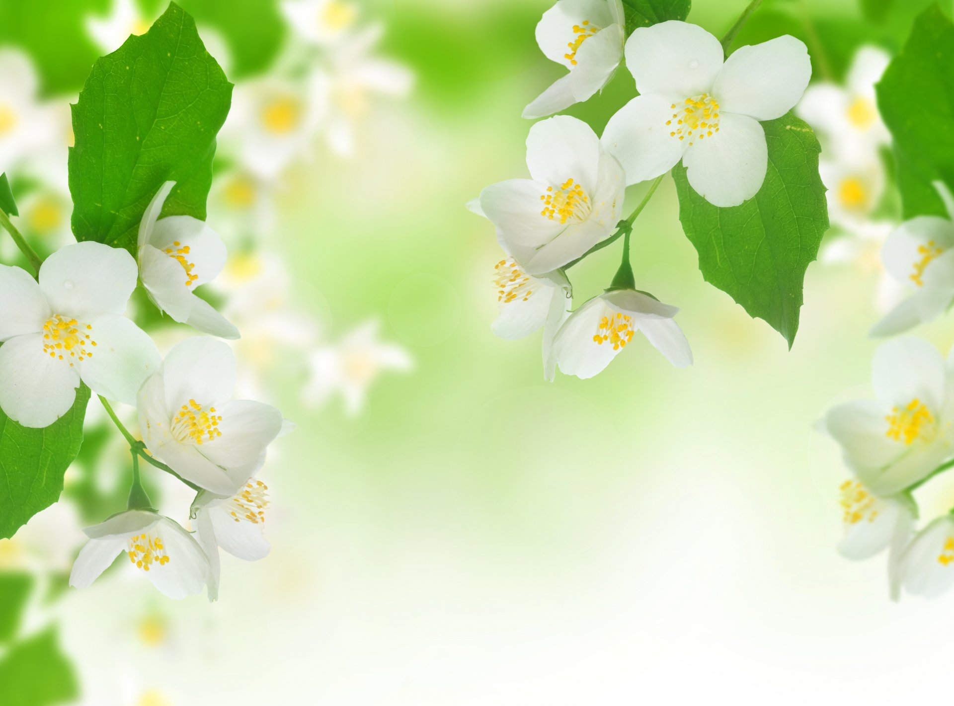 jasmine spirit contest flowers white branch leaves spring freshness beauty gentle mood white stamens branch spring