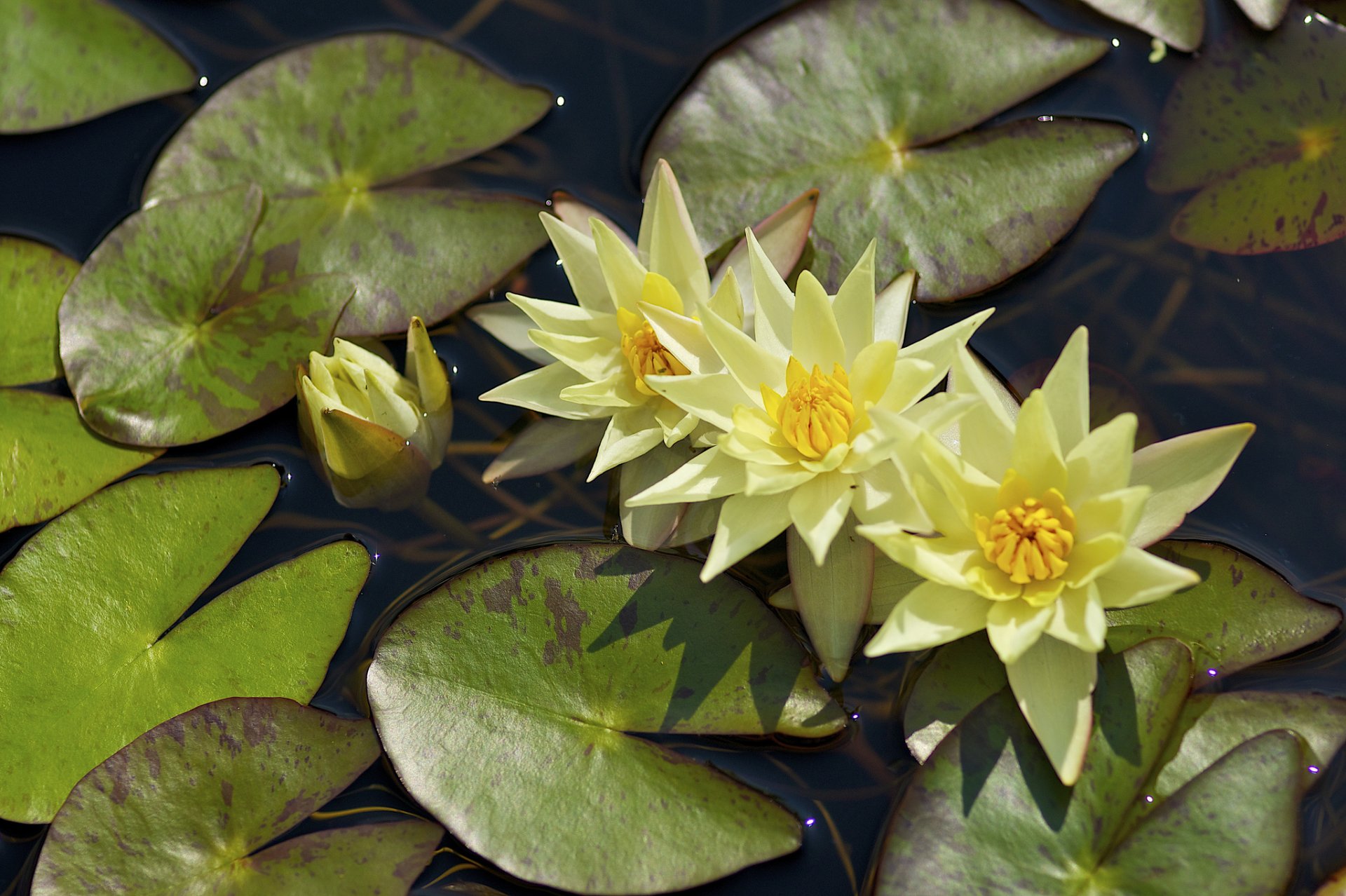 lirio de agua ninfea hojas agua