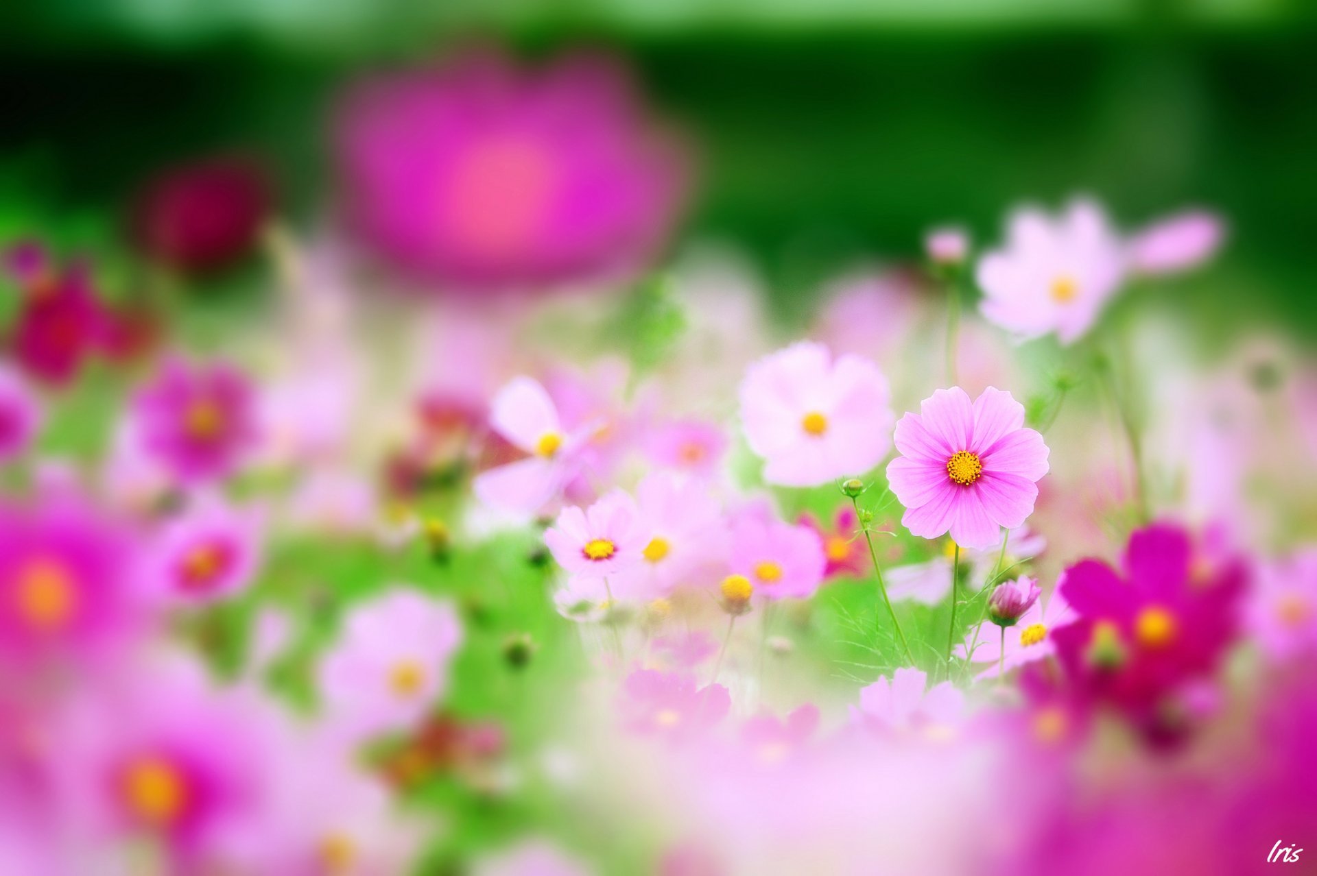 flower field kosmeya pink focus nature