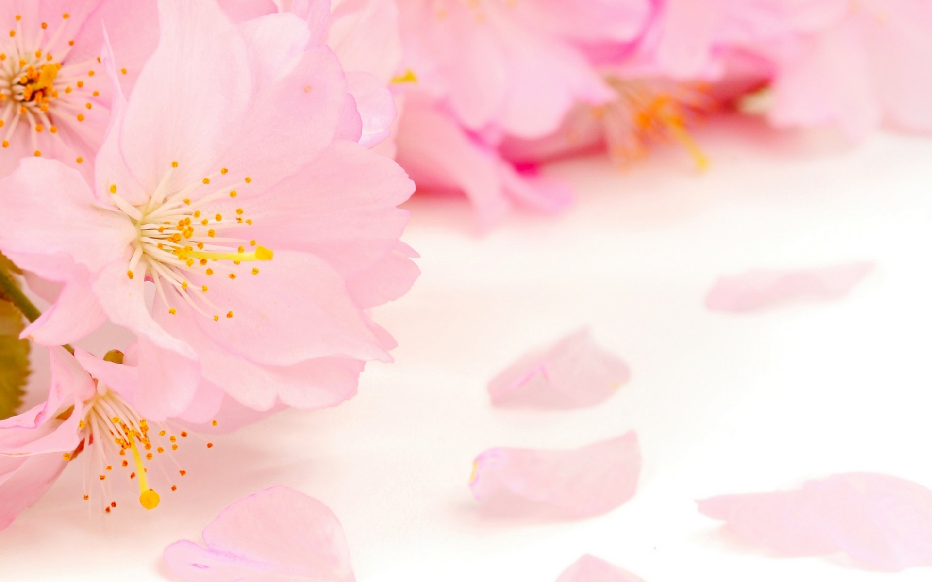 frühling blumen apfelbaum wettbewerb rosa blütenblätter schönheit frühling blüte zart rosa knospen staubblätter stößel unschärfe