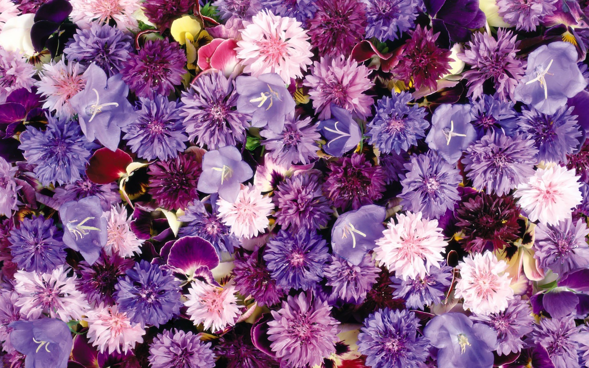 flower carpet cornflowers bells violet