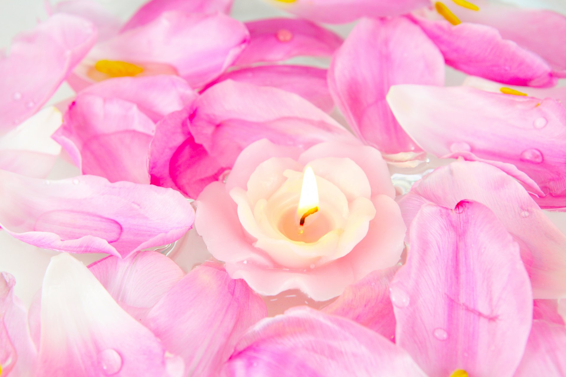 candle petals pink flower rose