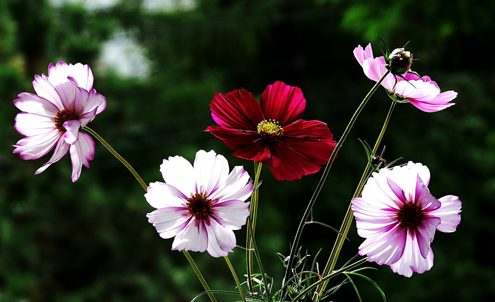 fiori bianco-rosa rosso cosmea sfondo