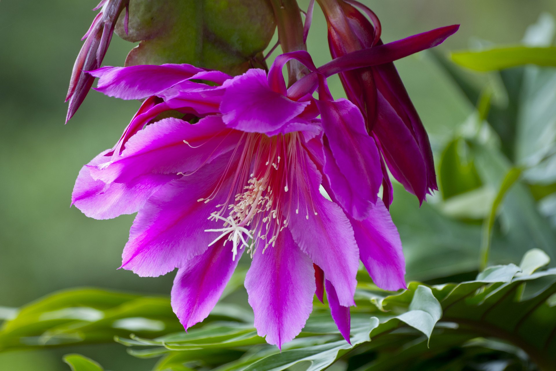 storczyk kaktus epiphyllum makro kaktus