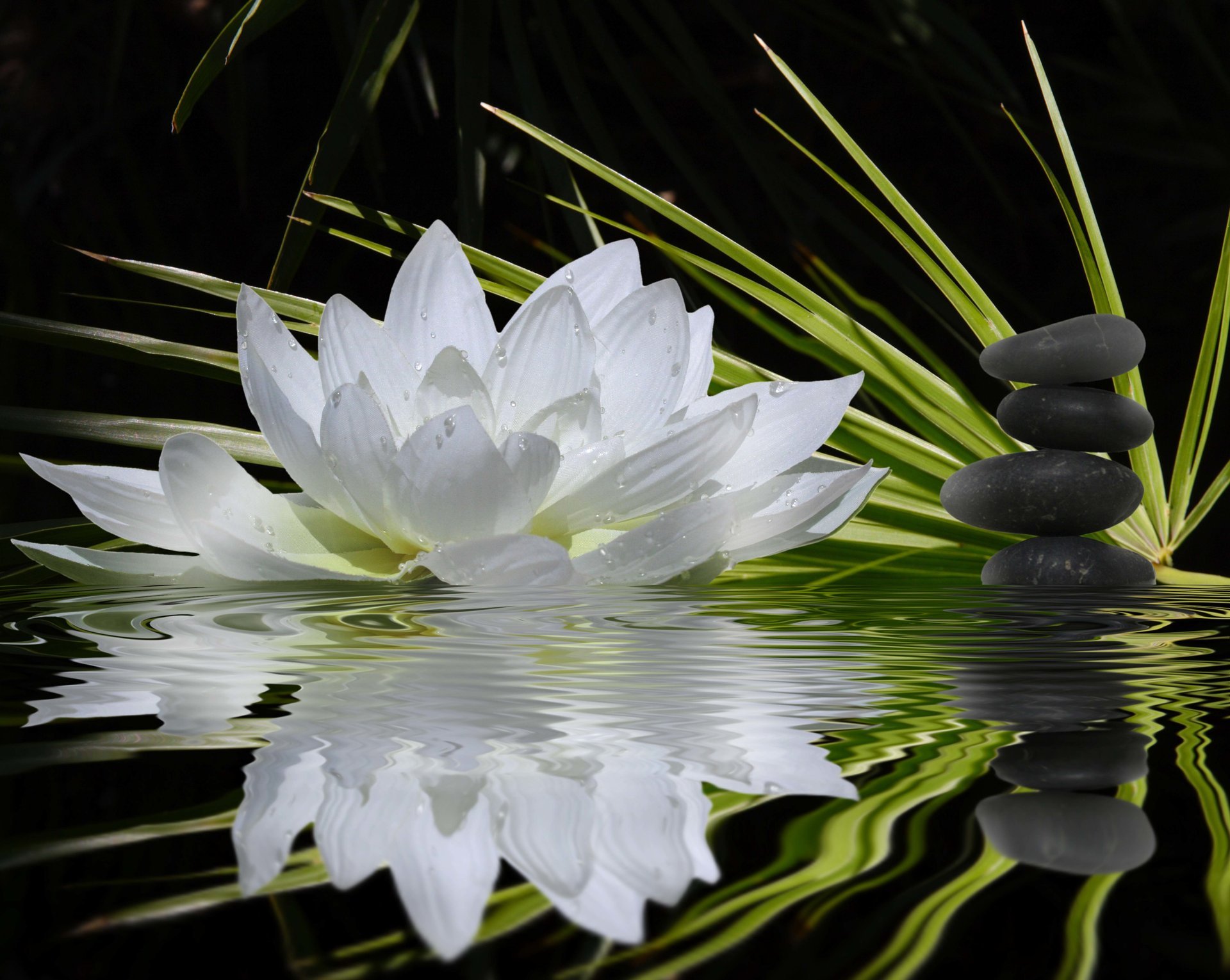 blume lotus seerose weiß grün stiele steine schwarz flach harmonie gleichgewicht wasser reflexion bokeh