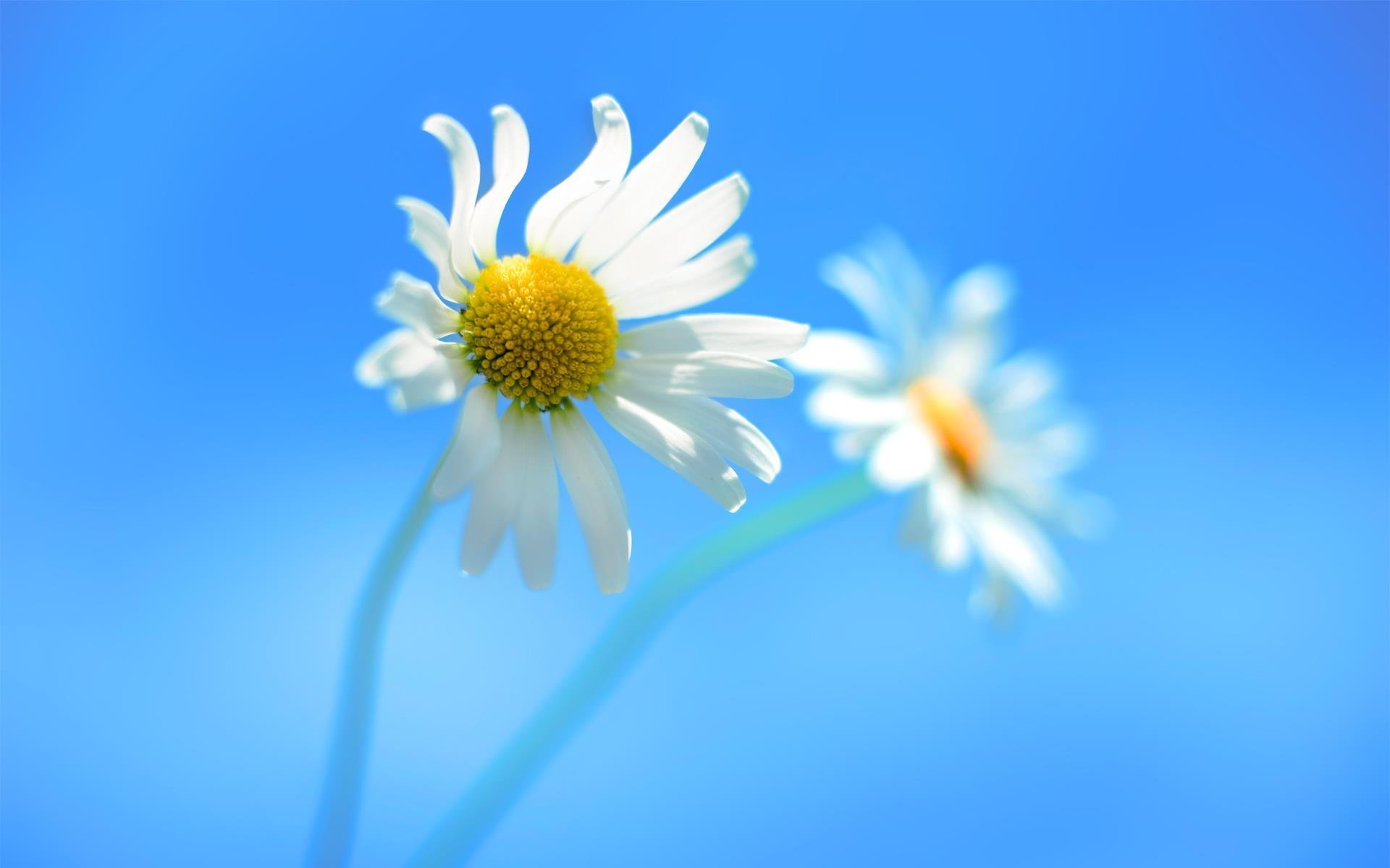 flower chamomile windows_8