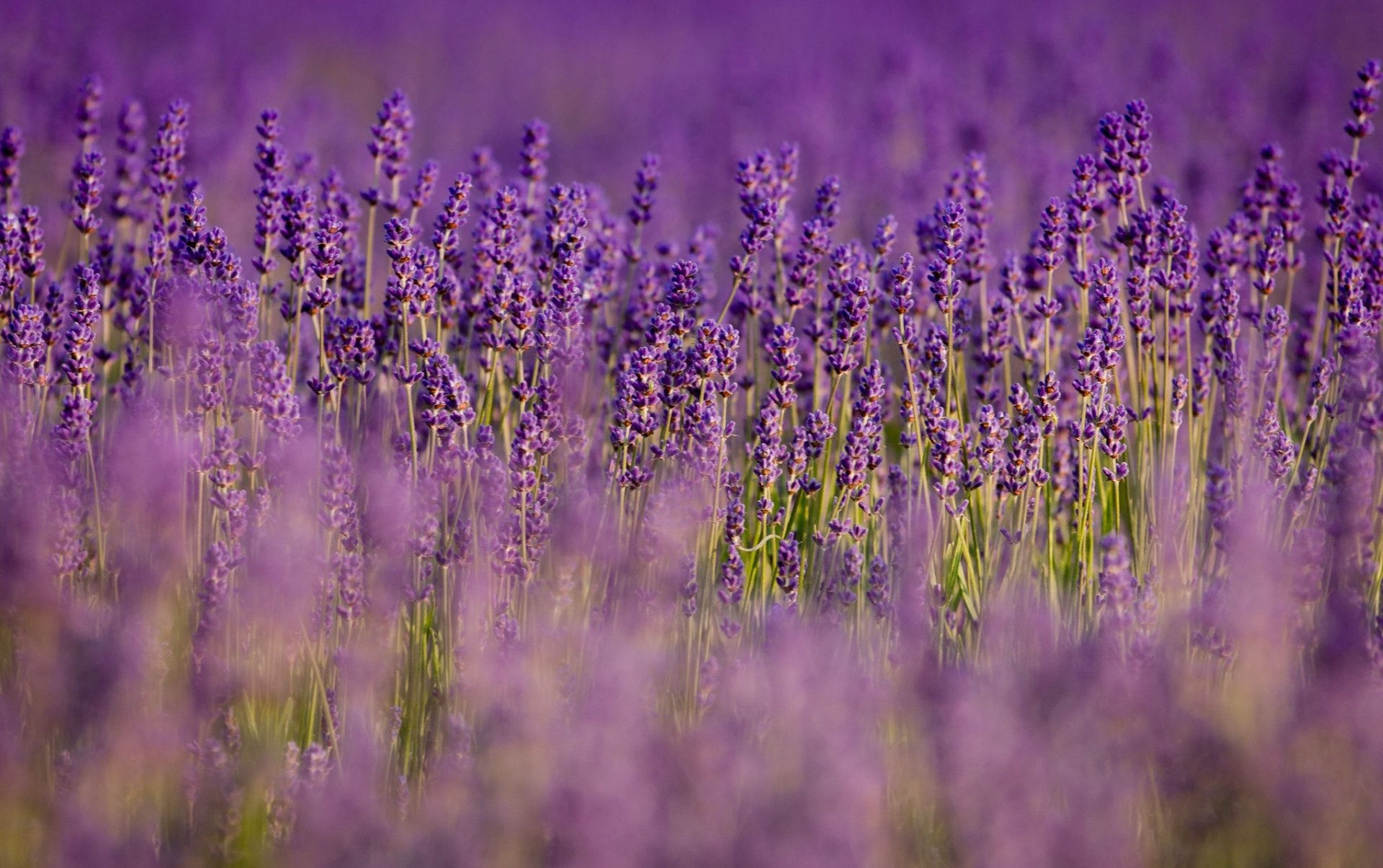 lavanda fiori lilla viola campo natura sfocatura