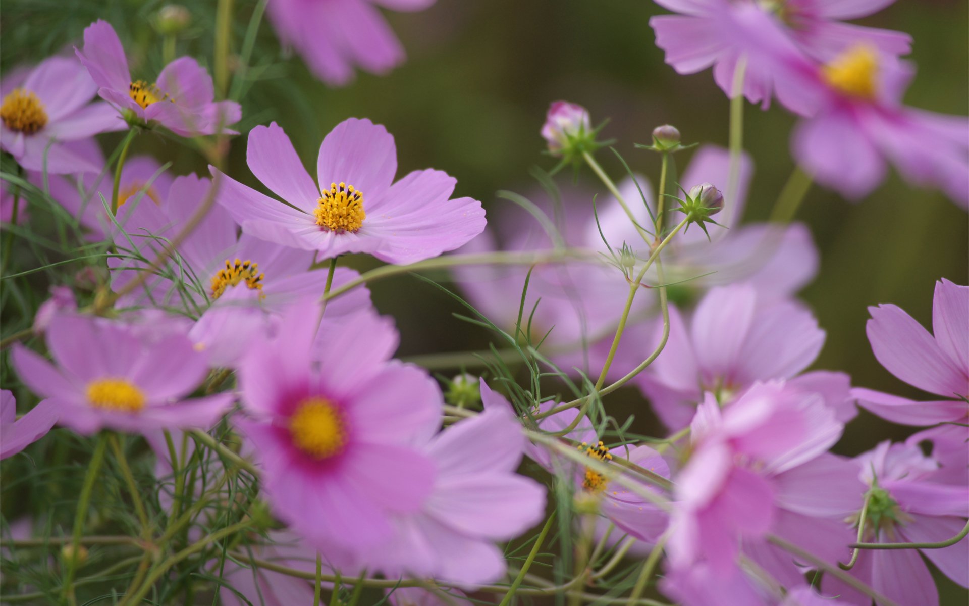 kosmea blumen feld sommer rosa