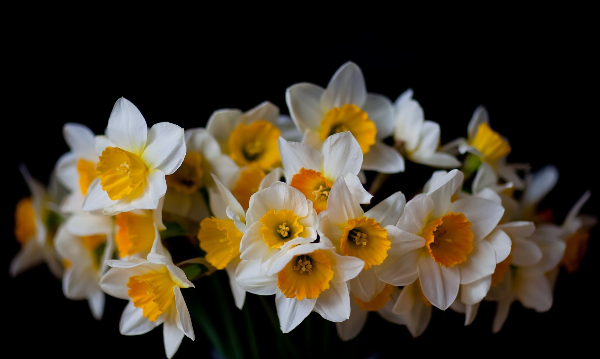 narcisi nero sfondo fiori