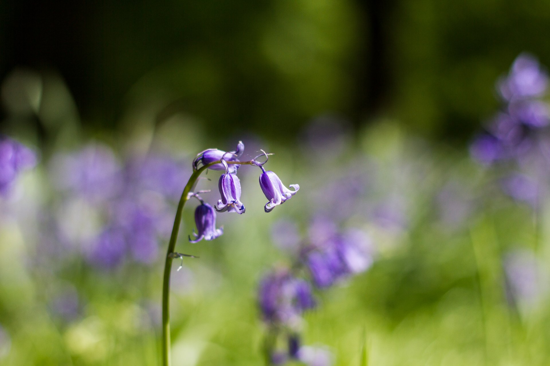 bells purple flower petals bokeh close up blur