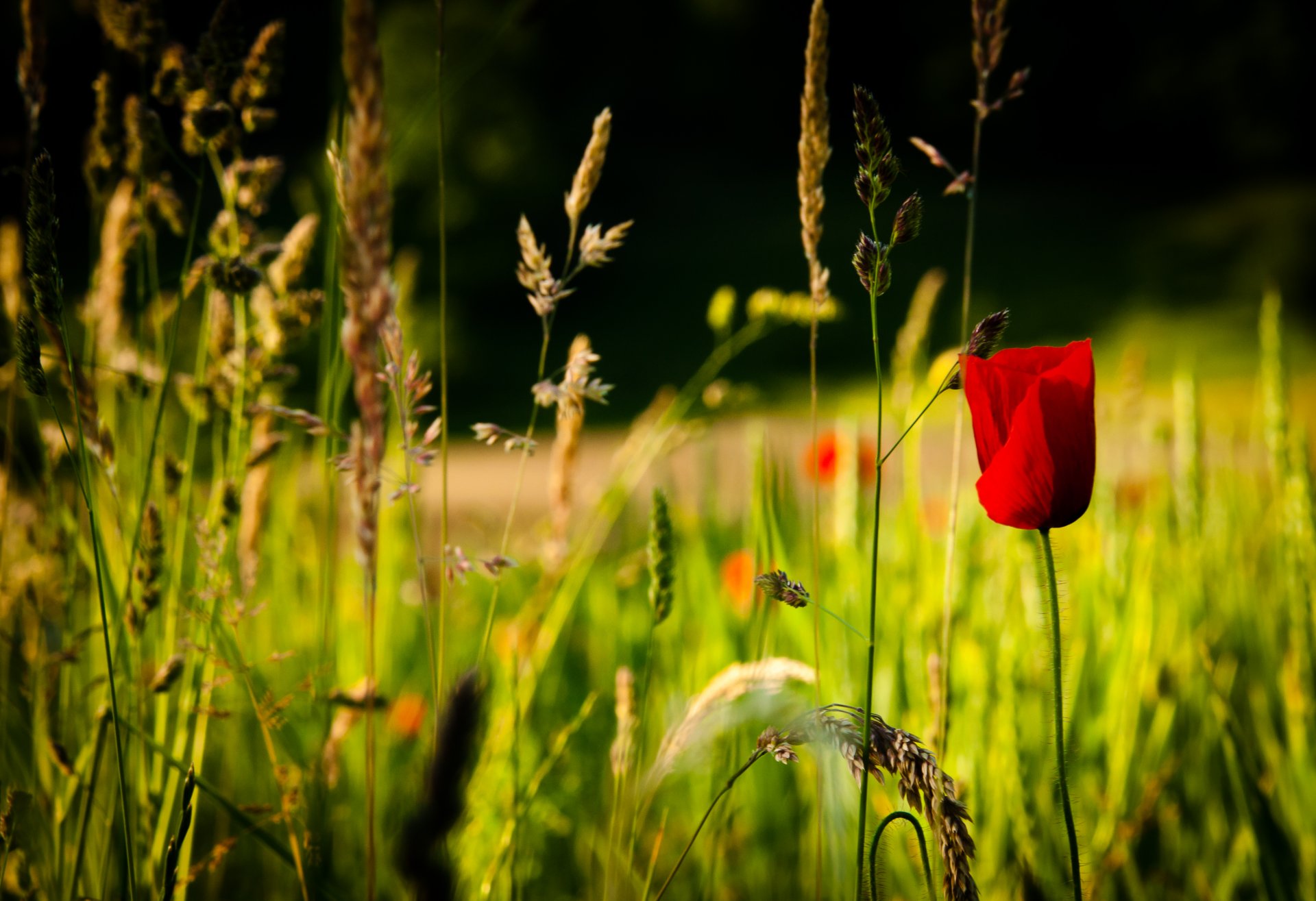 natura primavera fiore rosso