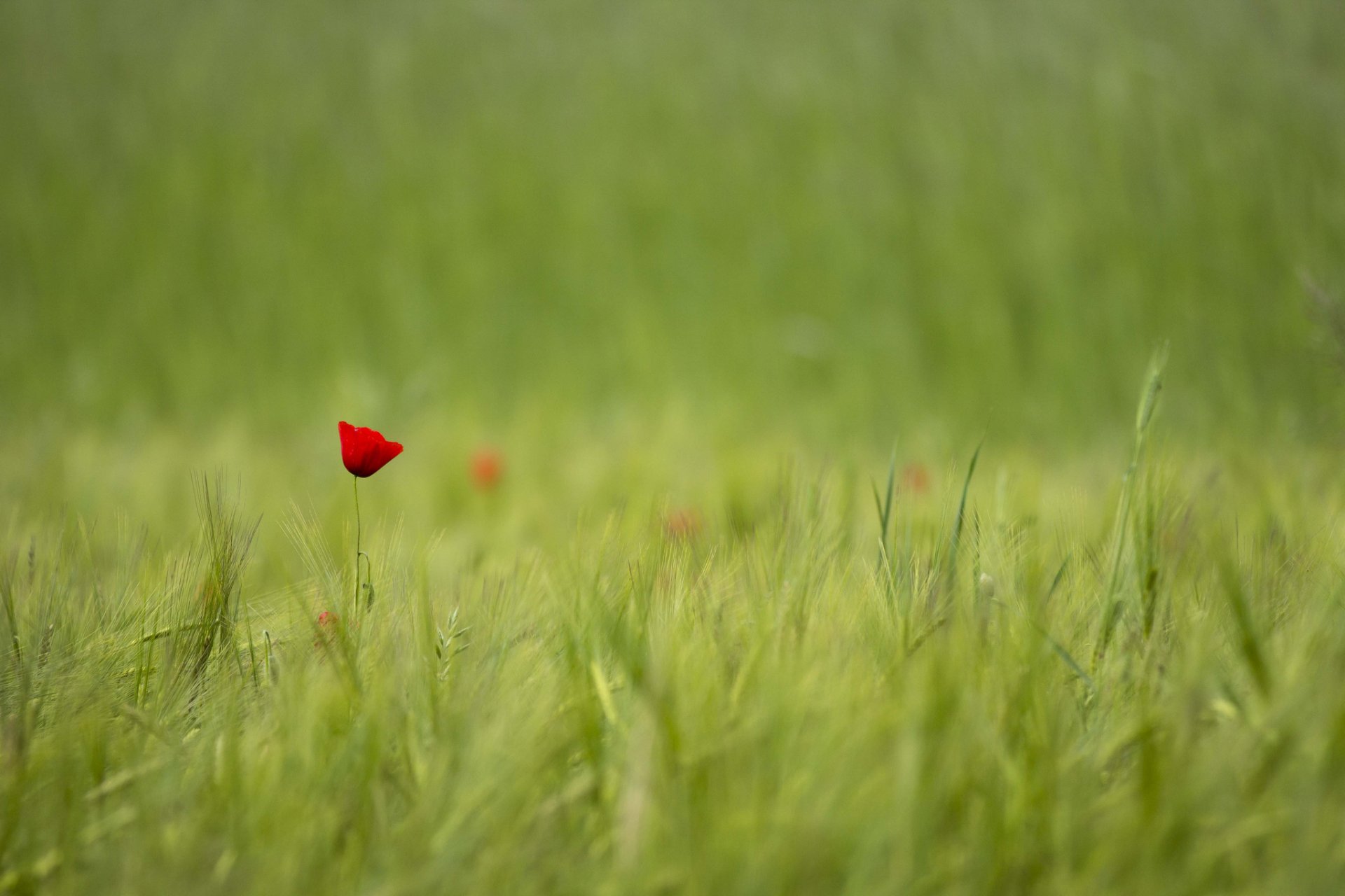 fleur rouge coquelicot un champ flou