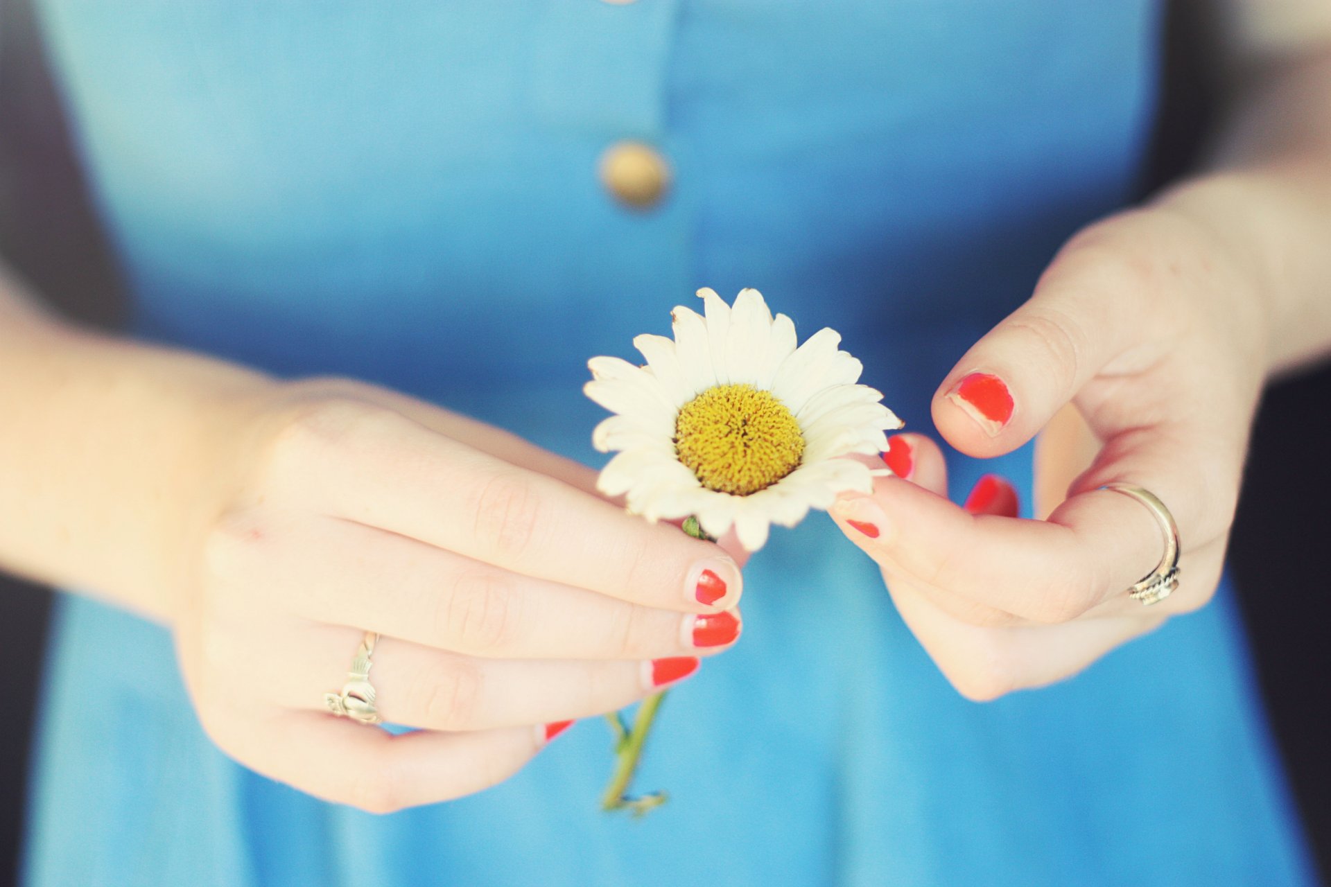 fleurs fleur marguerite fille mains fond fond d écran