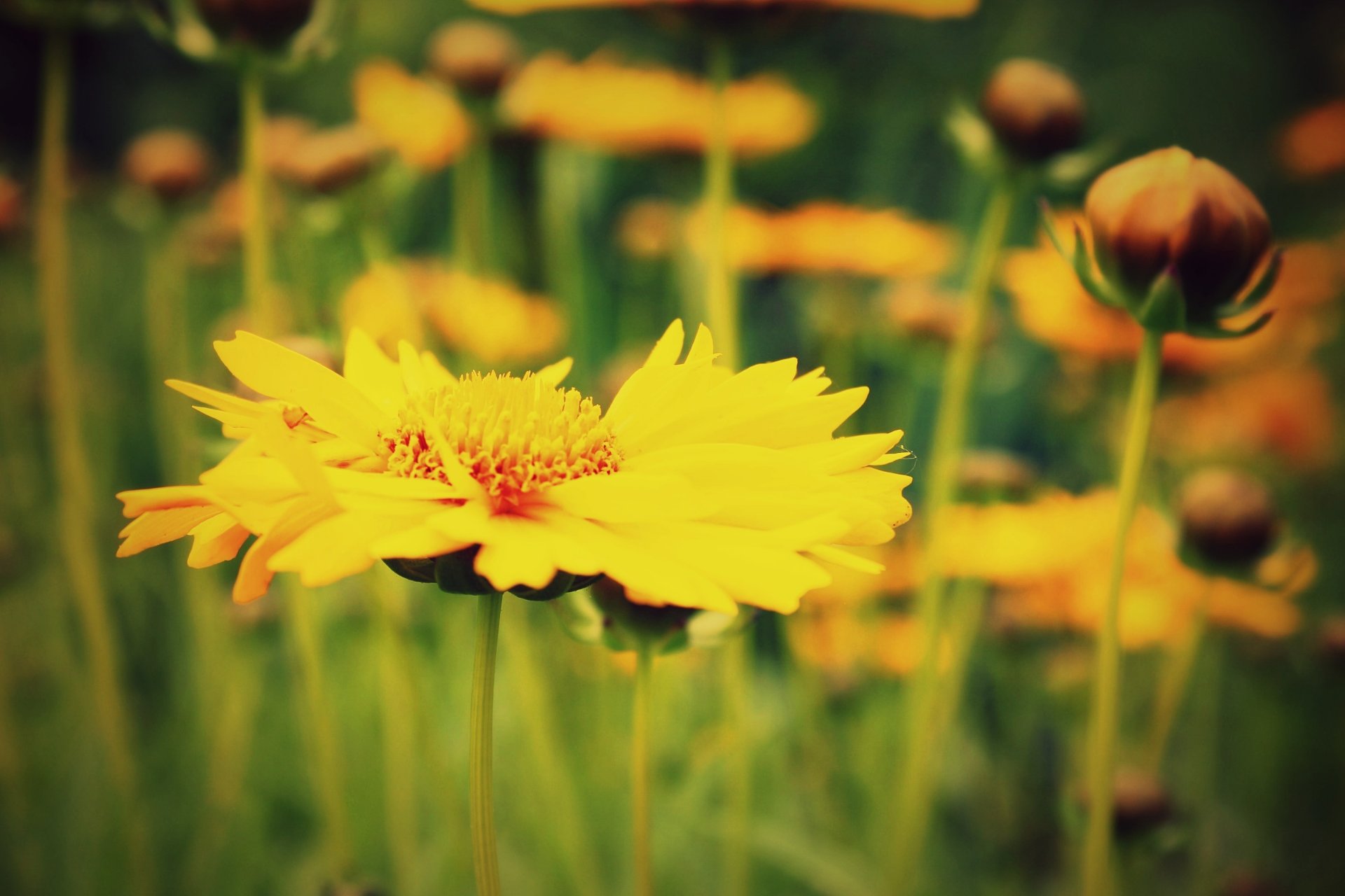 flores flósculos flósculos amarillo macro campo. planta verde desenfoque fondo papel pintado widescreen pantalla completa widescreen widescreen