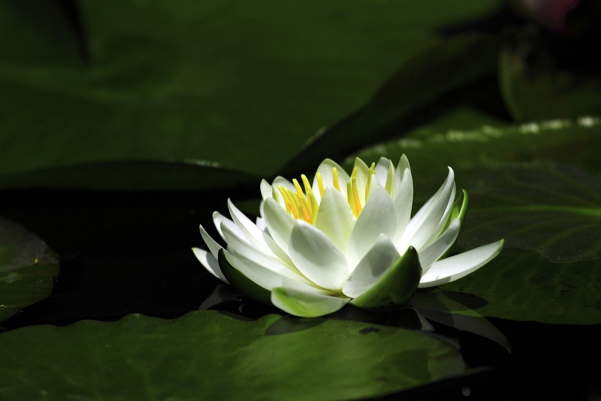 giglio ninfea acqua fiore petali