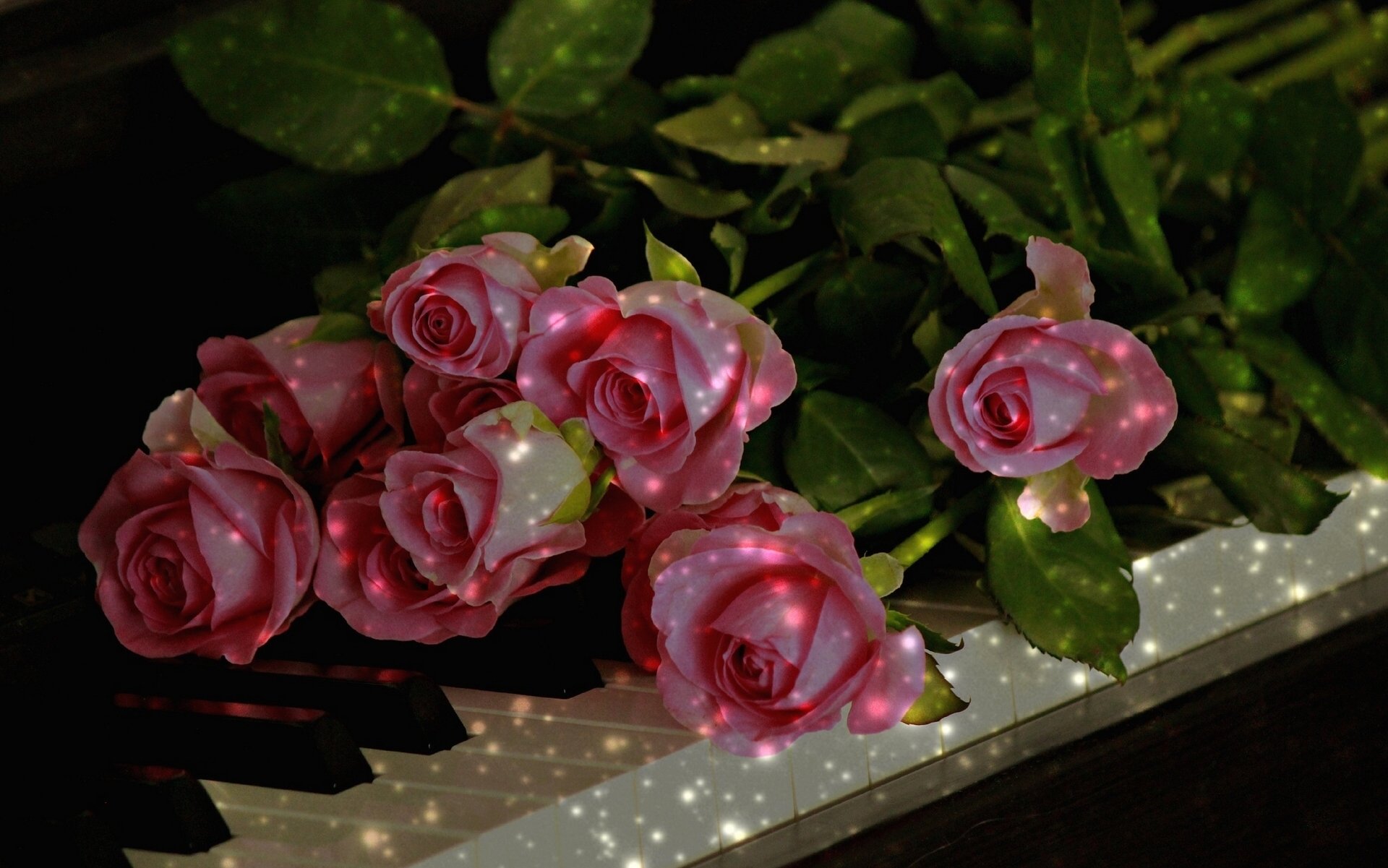 roses bourgeons touches piano