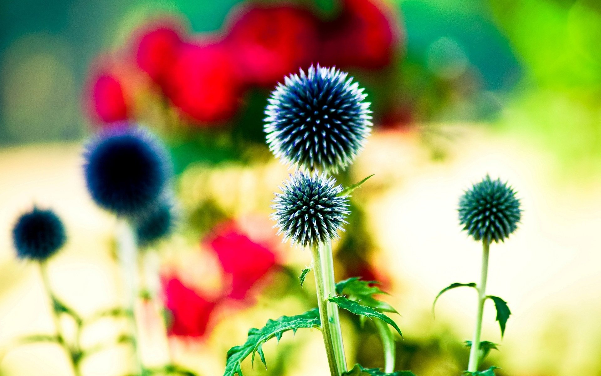 flowers flower bright leaves blur bokeh background wallpaper widescreen fullscreen widescreen widescreen