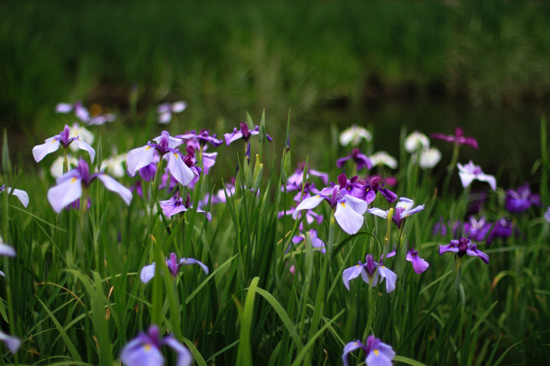 iris fleurs lilas violet pétales été verdure herbe clairière