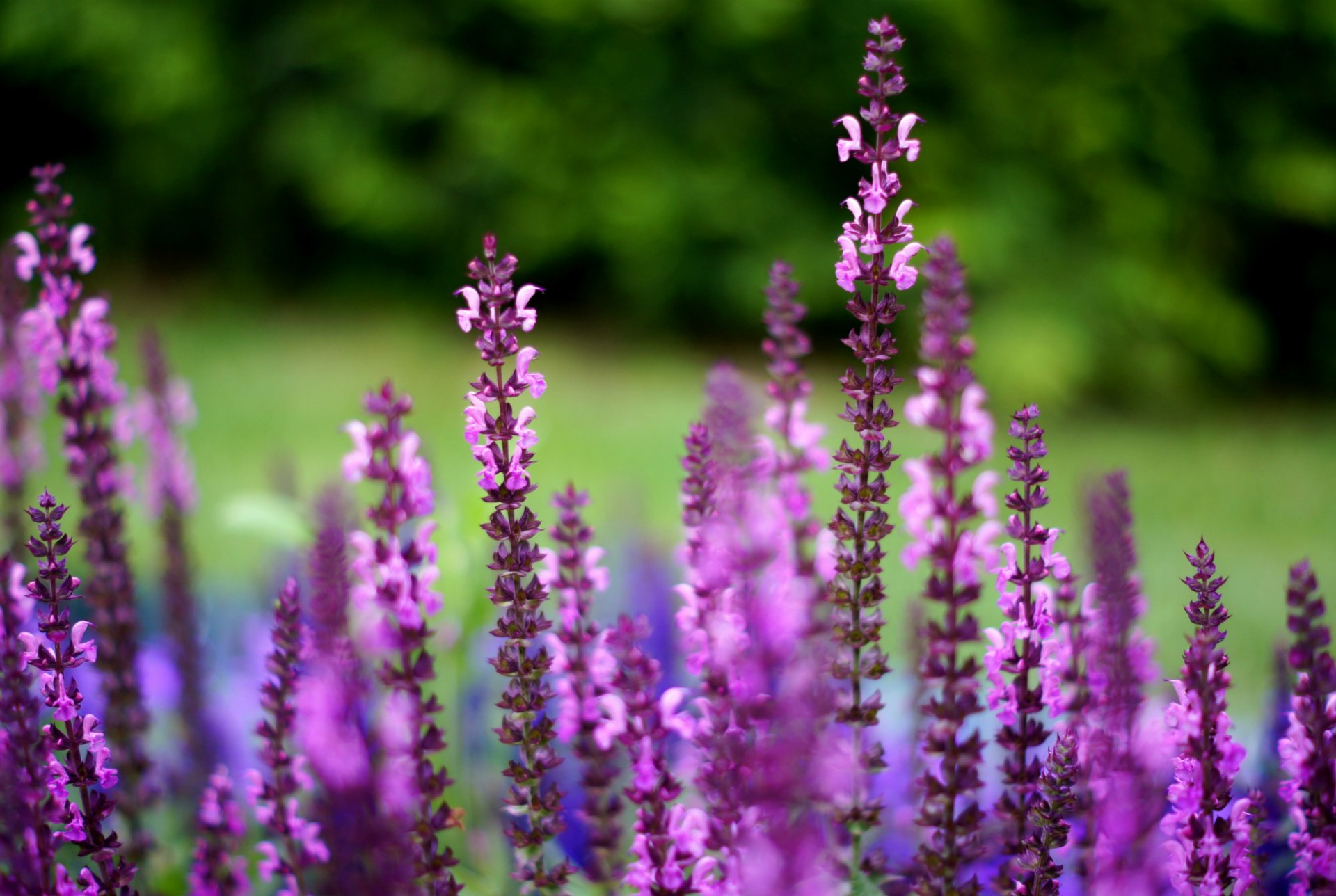 salbei flieder lila blumen makro unschärfe