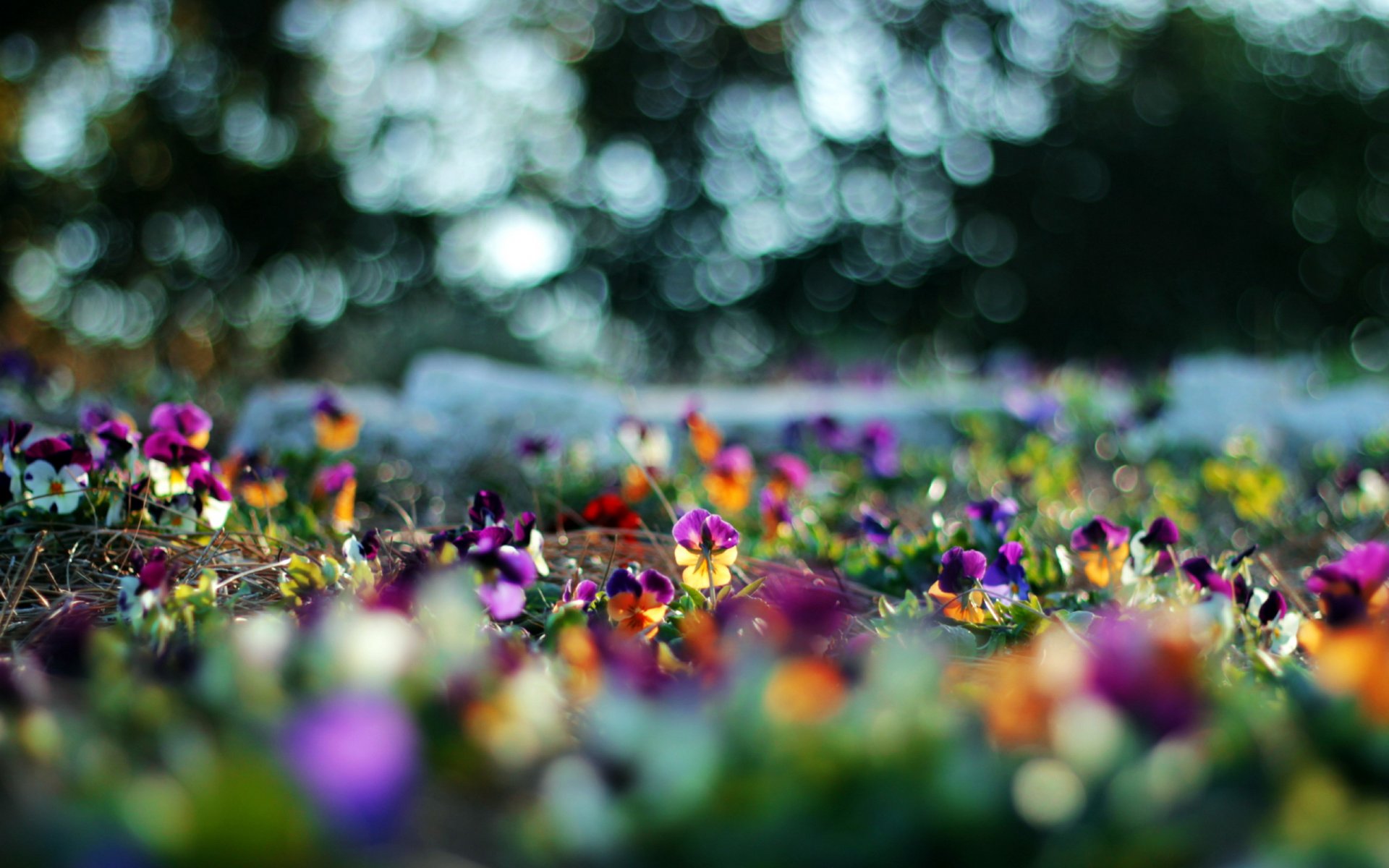 flores naturaleza verano fondo