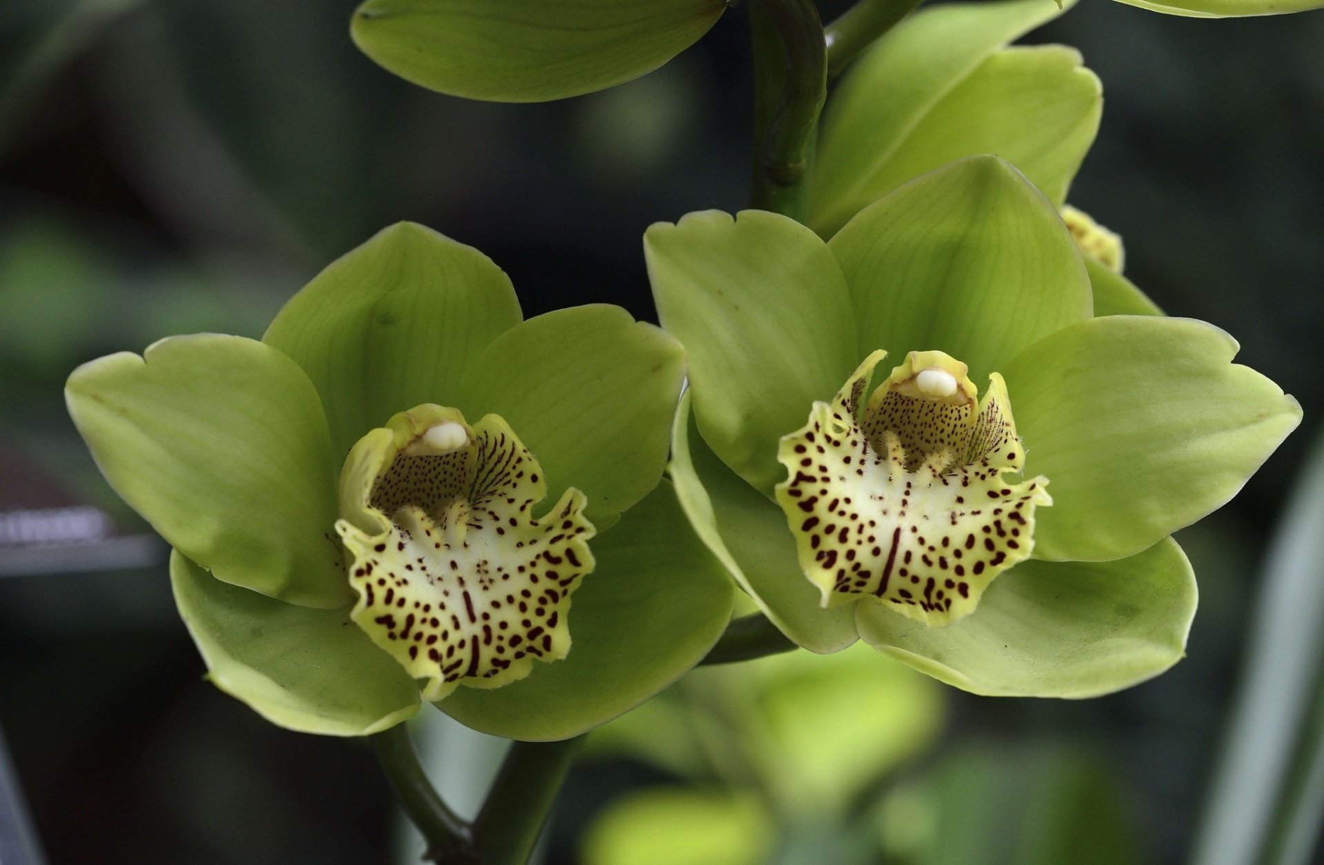 orchidee fiori verdi petali