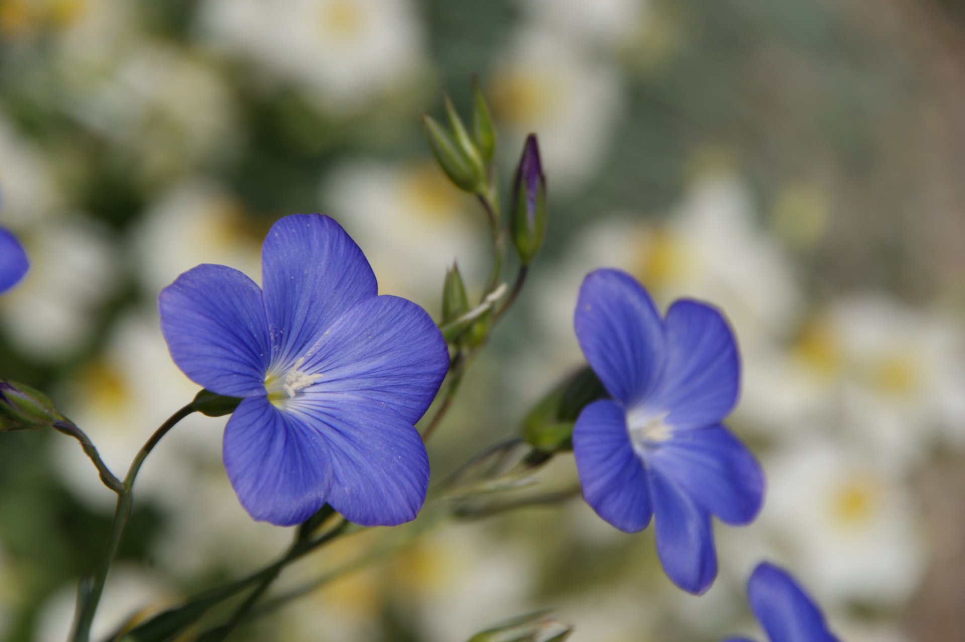 flower blue petals close up blur