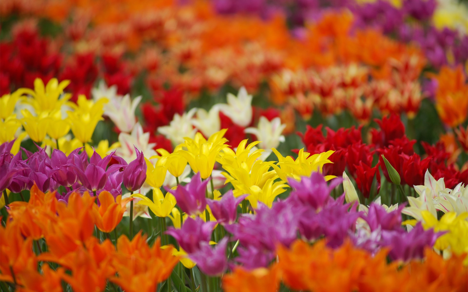 tulips flower color the field zhnltye purple red white