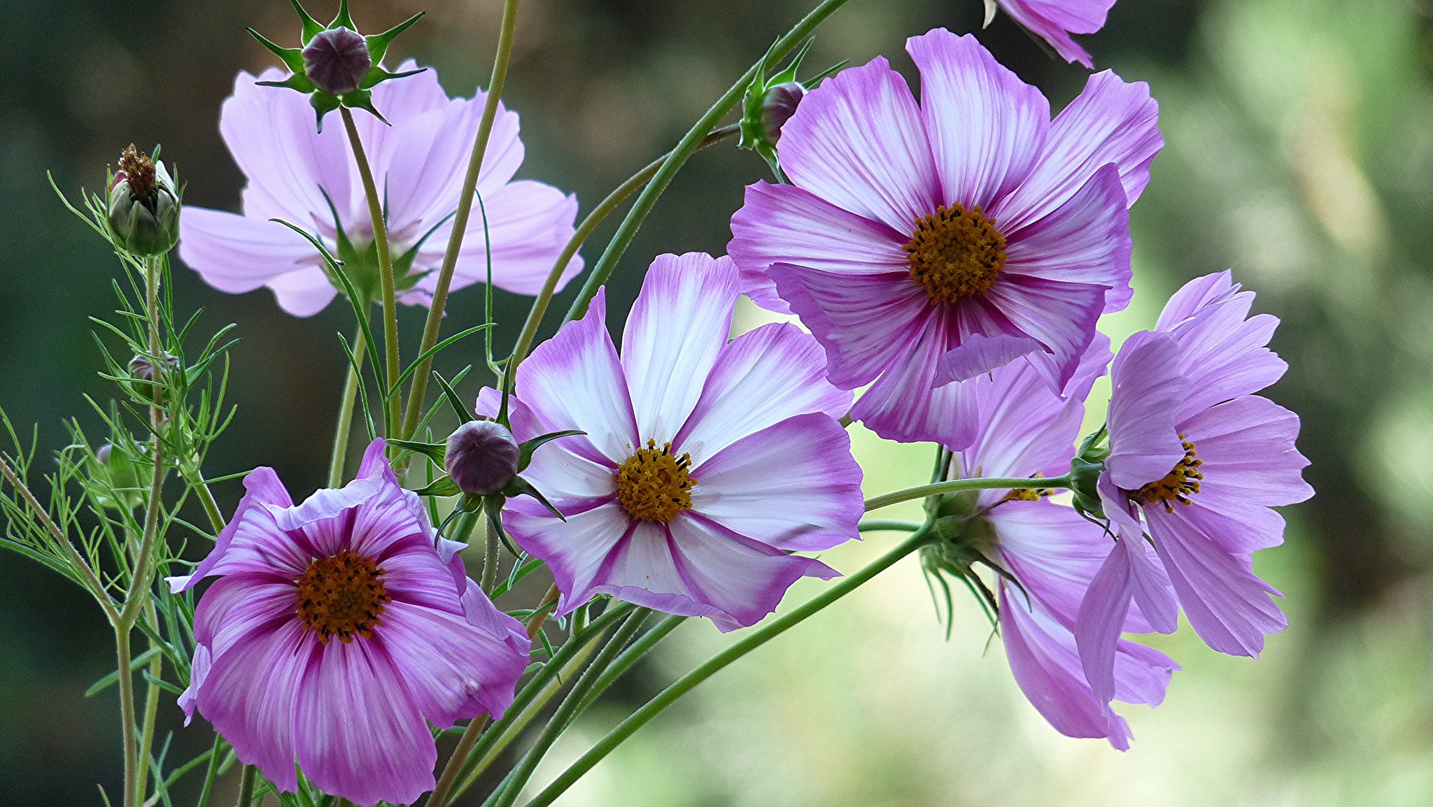 fiori rosa cosmea gemme