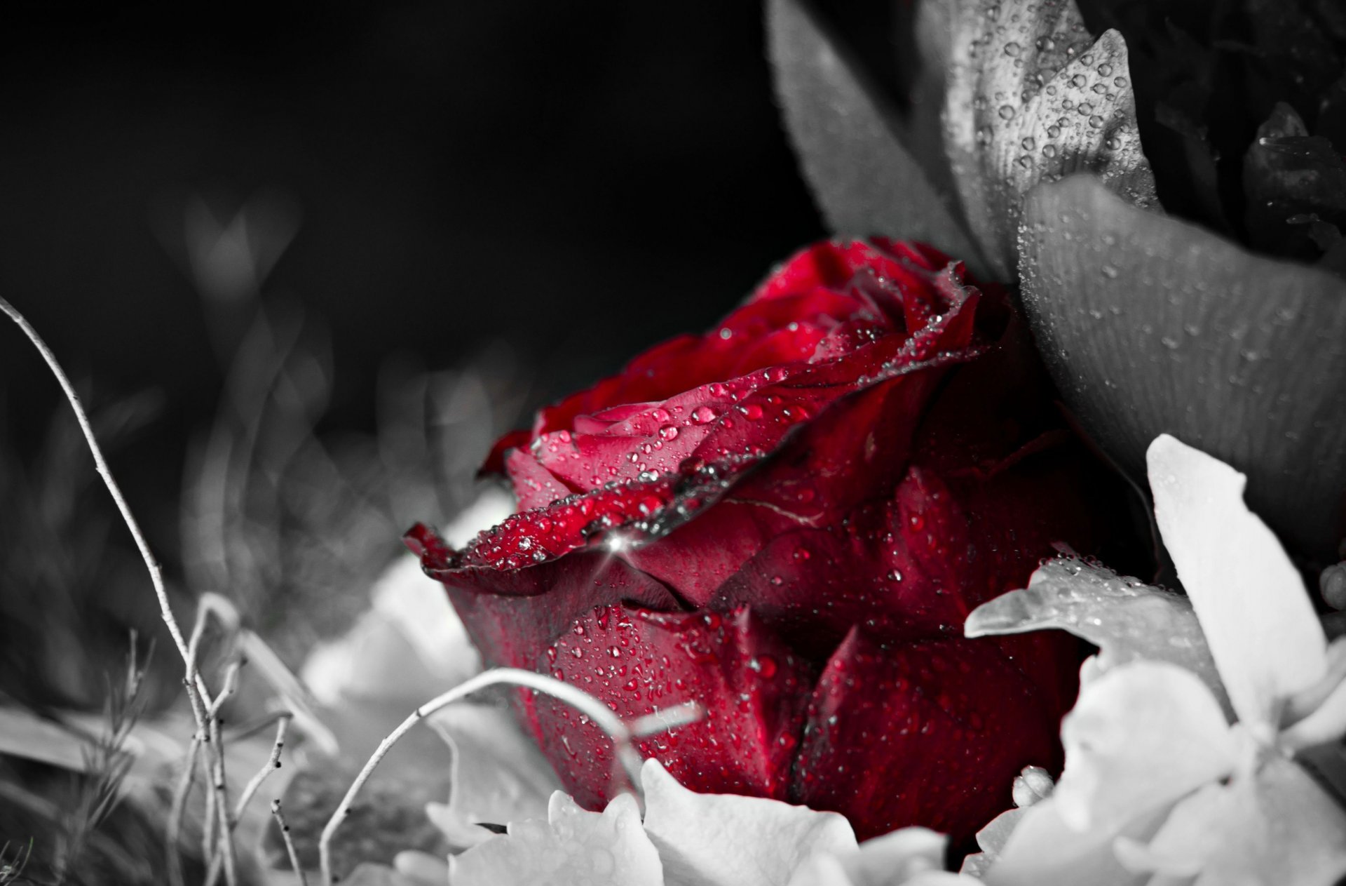 flowers flower rose red dew water drop black background wallpaper widescreen fullscreen widescreen