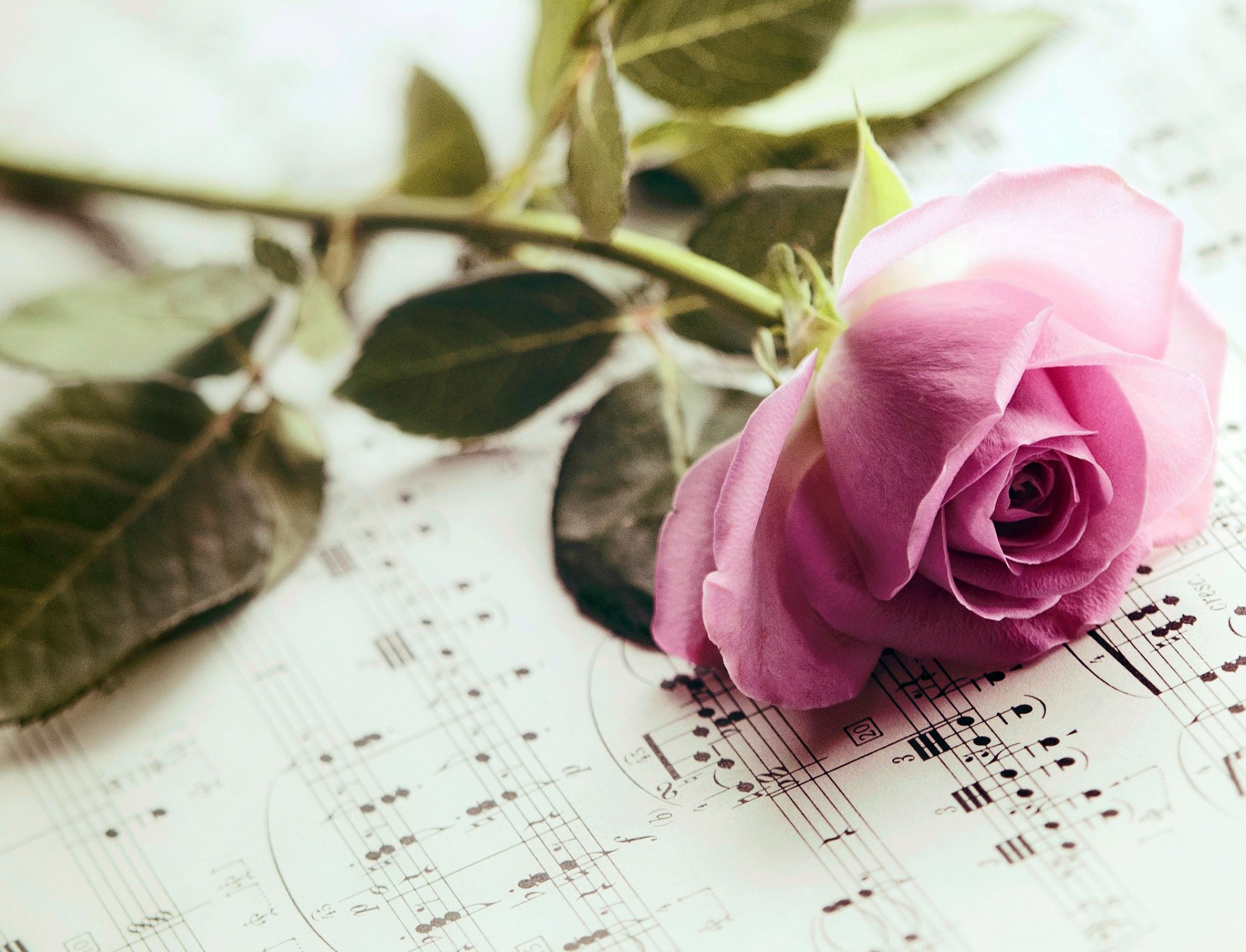 rose pink flower petals leaves note