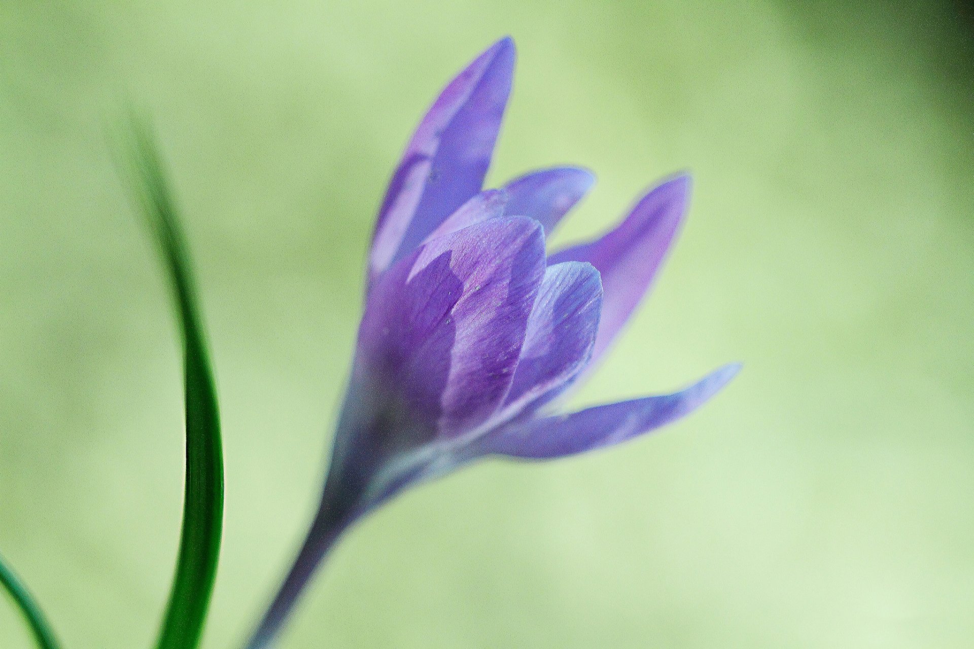 flor lila azafrán hojas fondo desenfoque