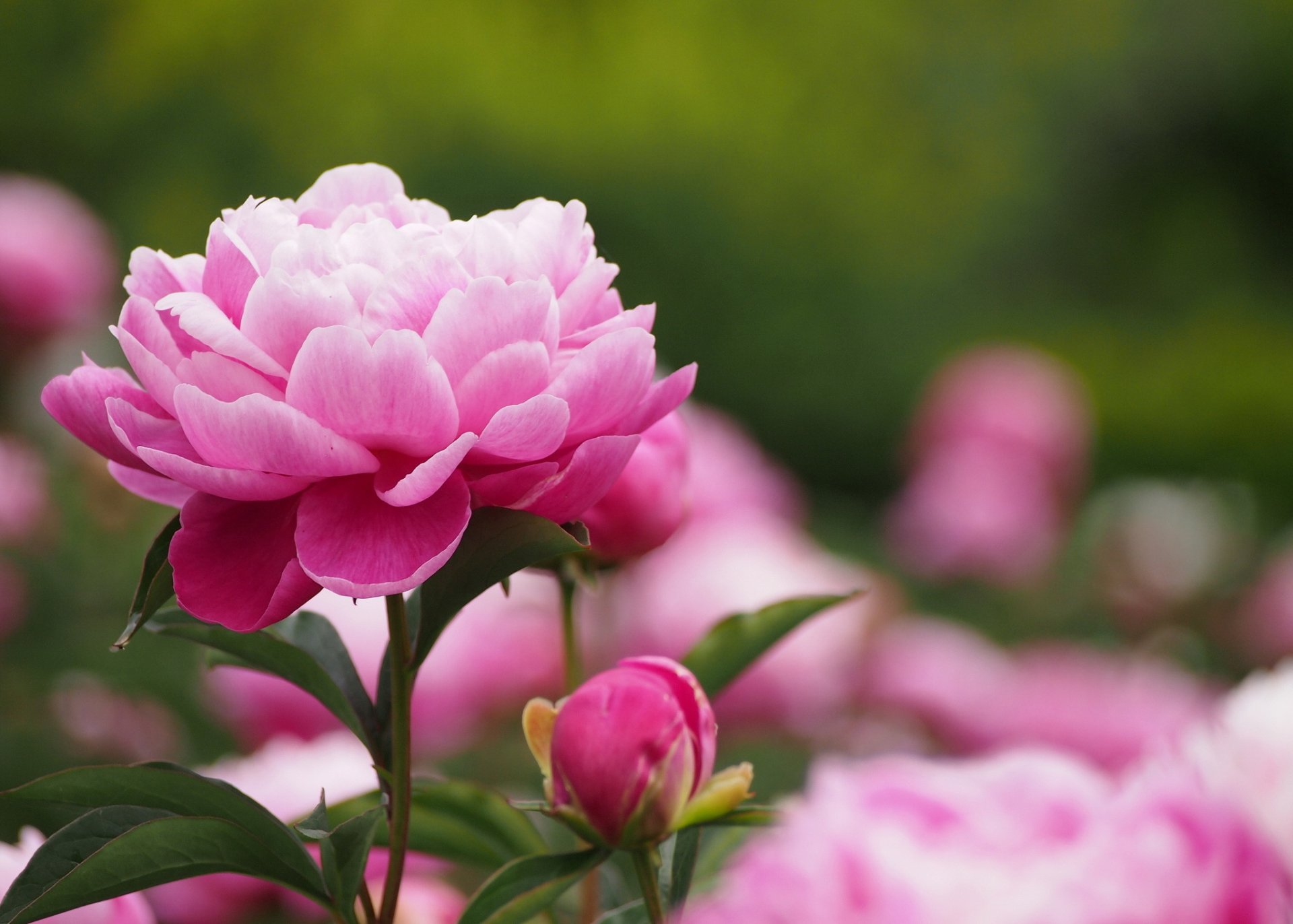 peony pink bud leave