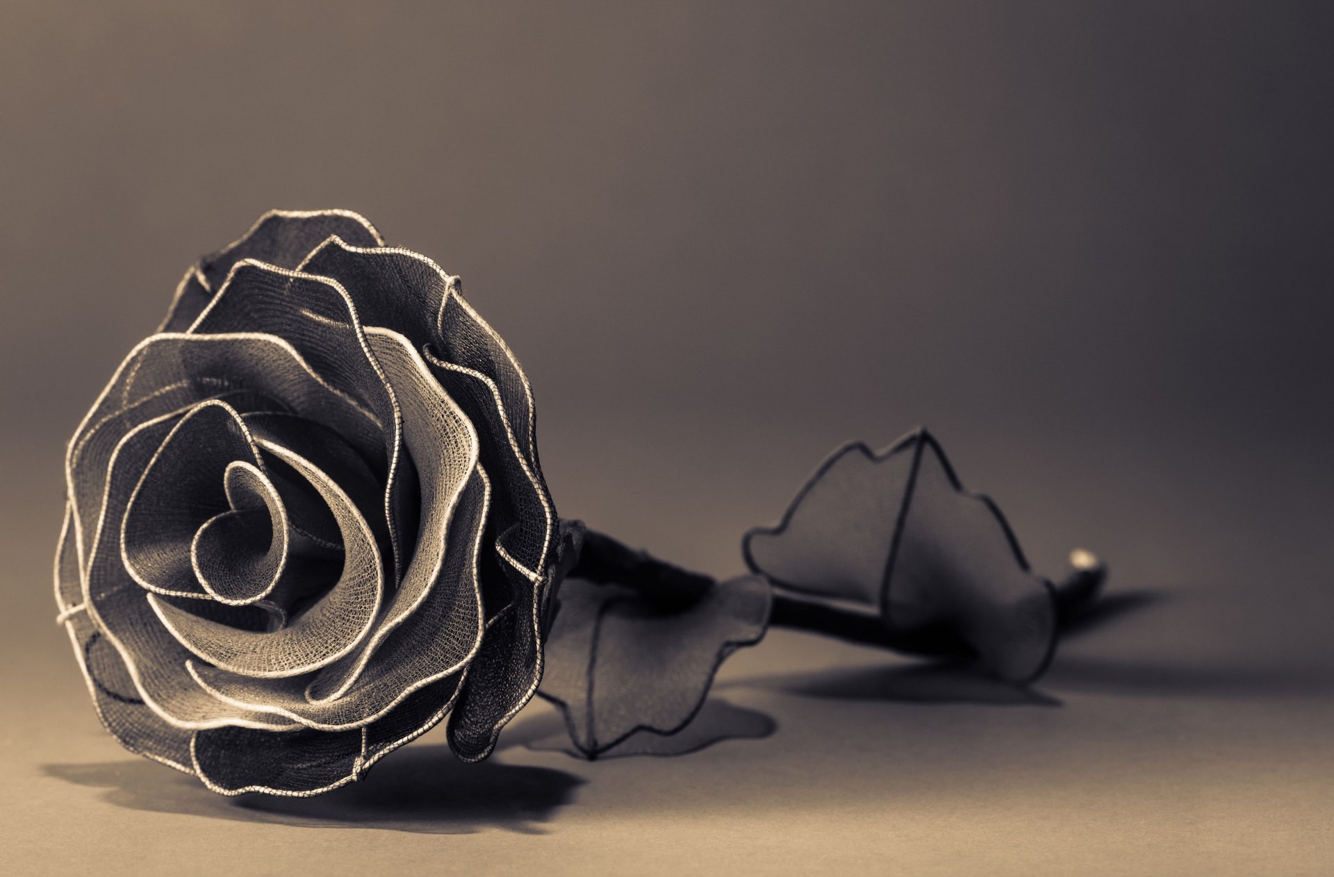 flowers flower rose black and white petals artificial background wallpaper widescreen fullscreen widescreen widescreen