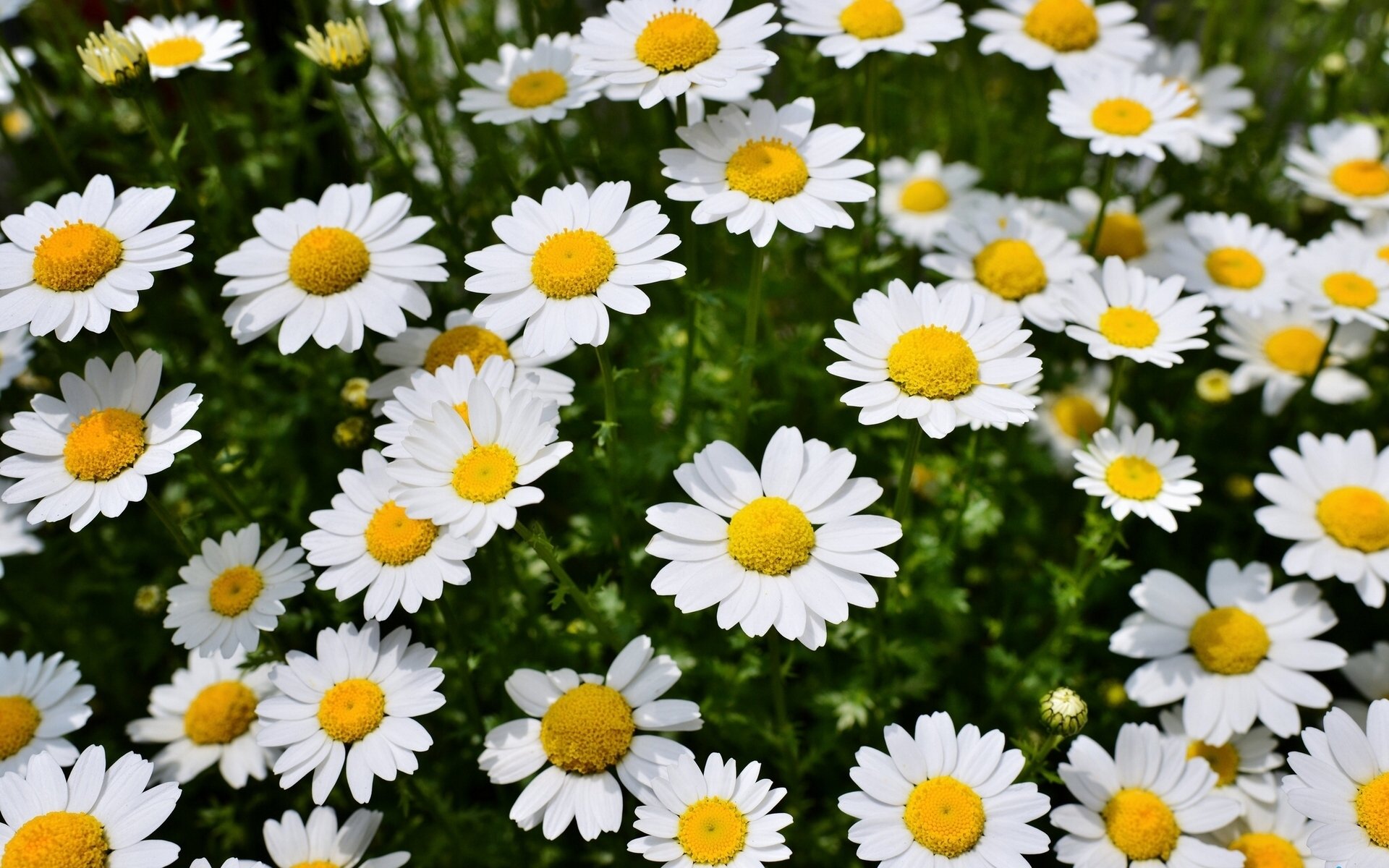 margherite primavera prato