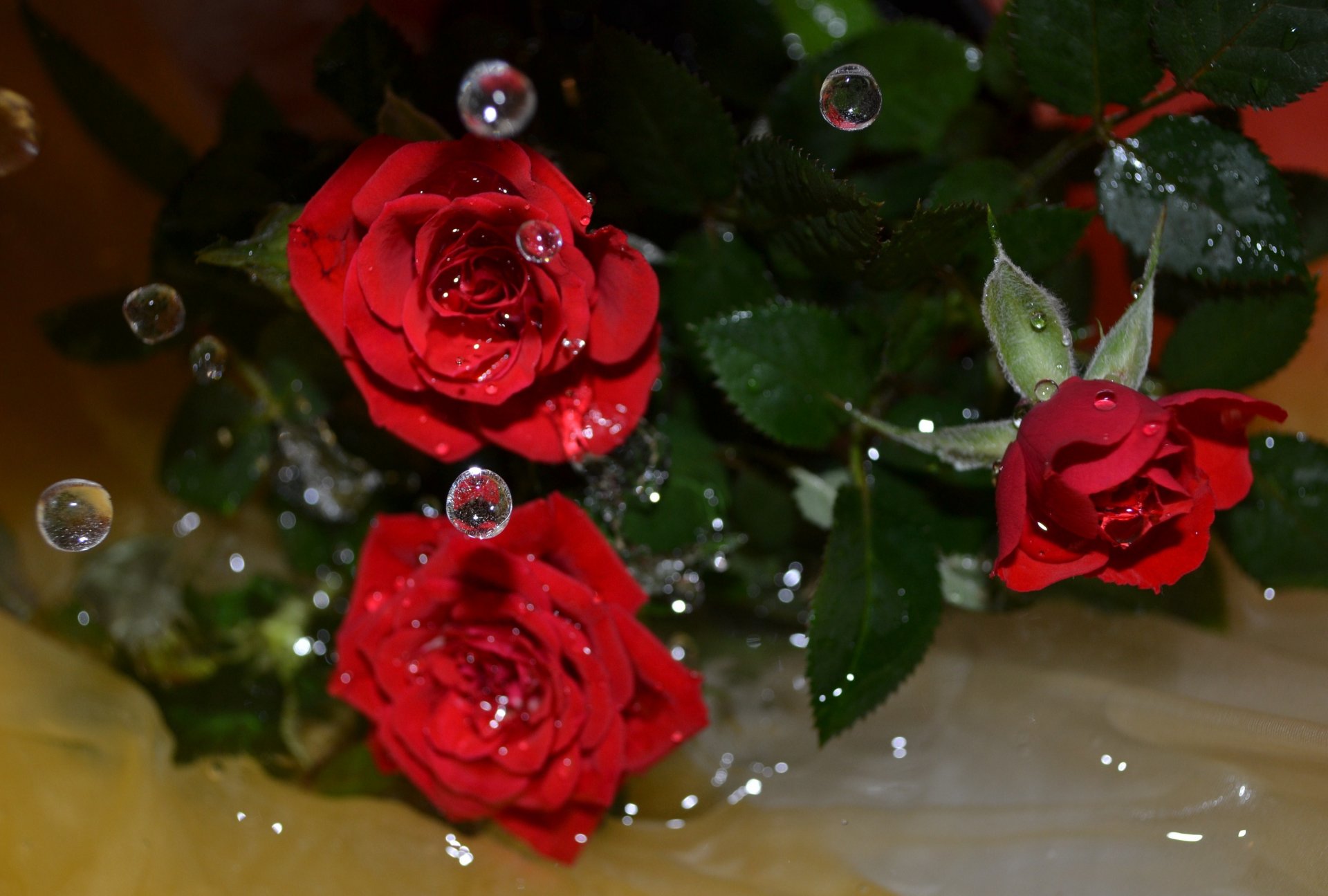 flower roses water drop