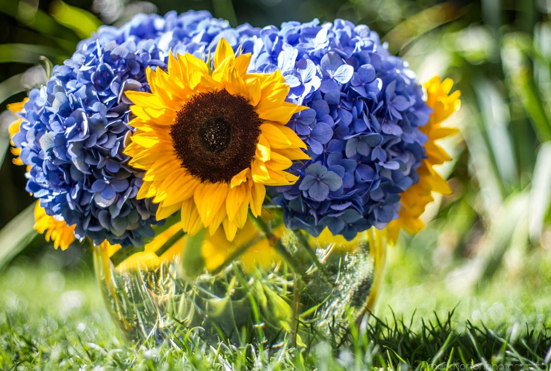 unflower flowers blue flower bouquet nature summer