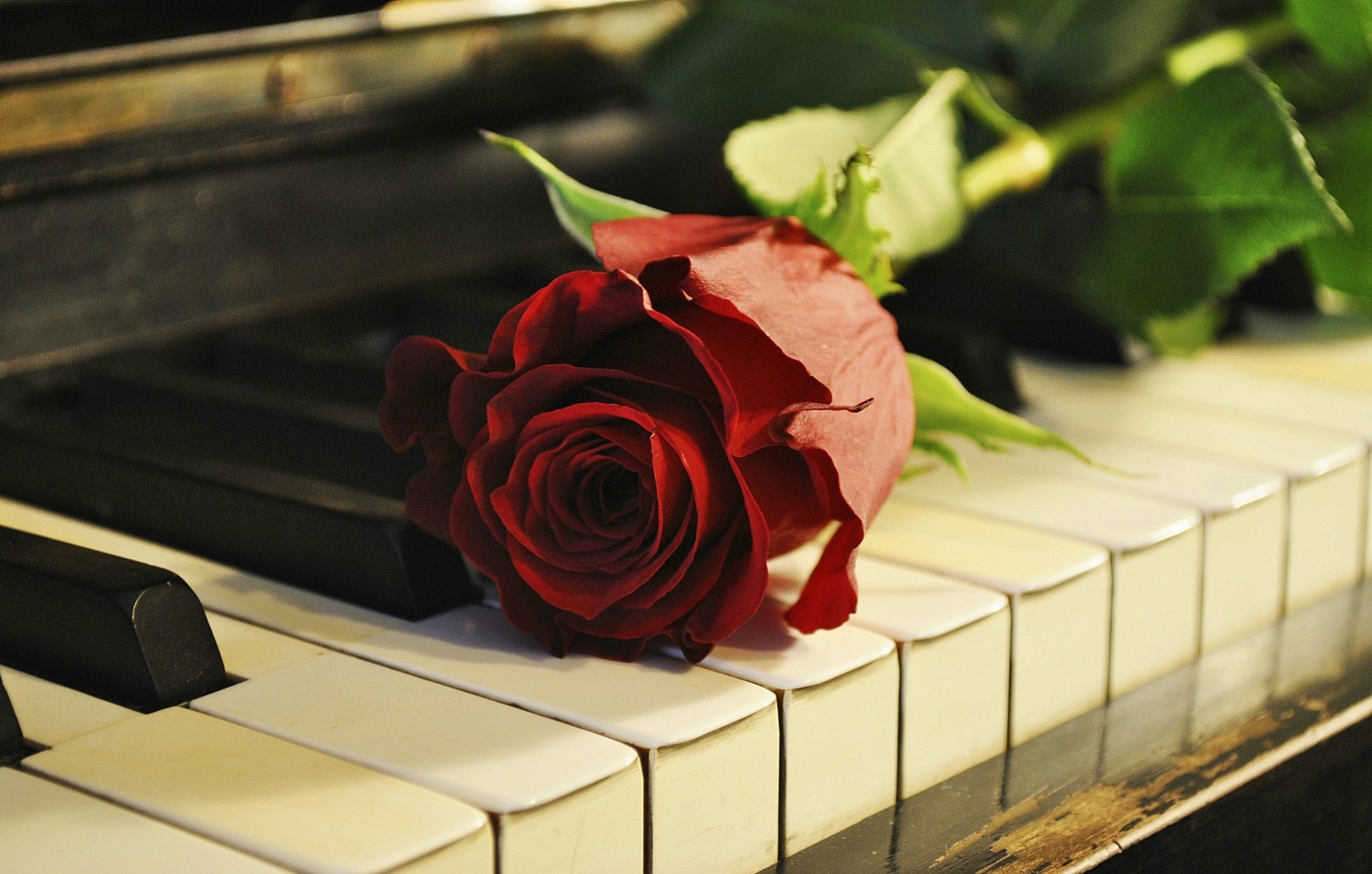 rose flower piano piano key